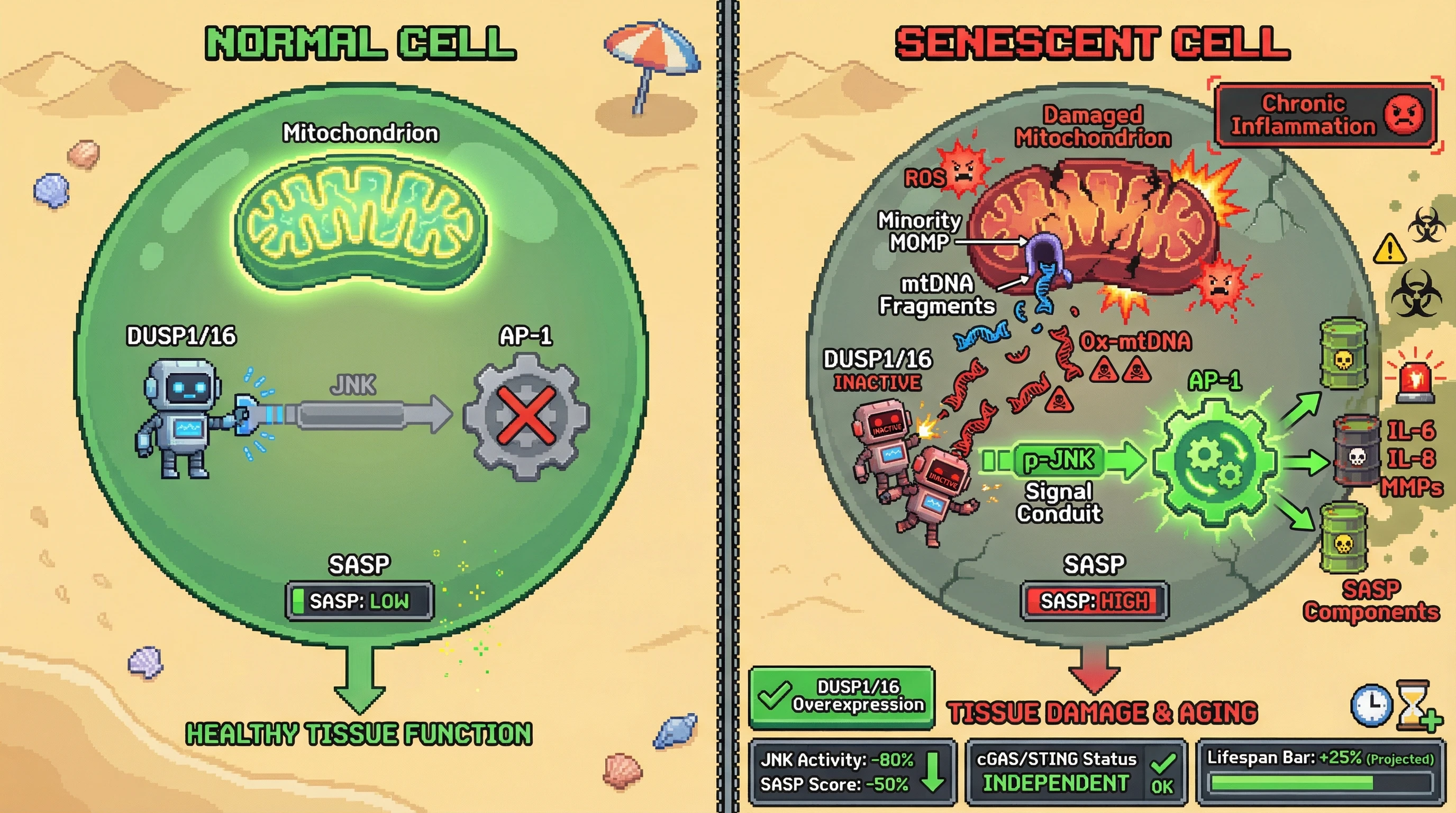 Infographic for: Oxidized mtDNA sustains JNK/AP-1 signaling to lock senescent cells into a chronic SASP