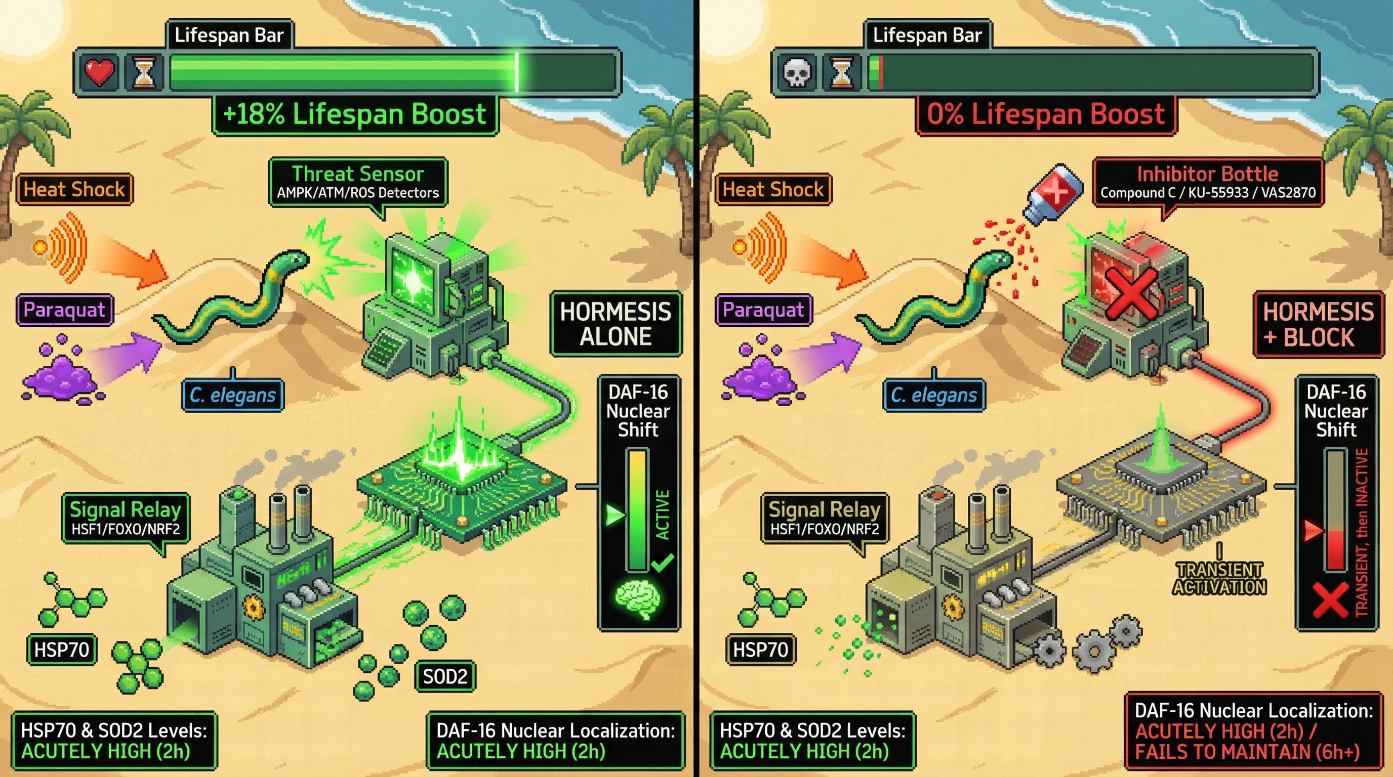 Infographic for: Hormesis depends on continuous threat signaling: blocking stress-sensing pathways after hormetic exposure abolishes longevity benefits without affecting transient chaperone induction