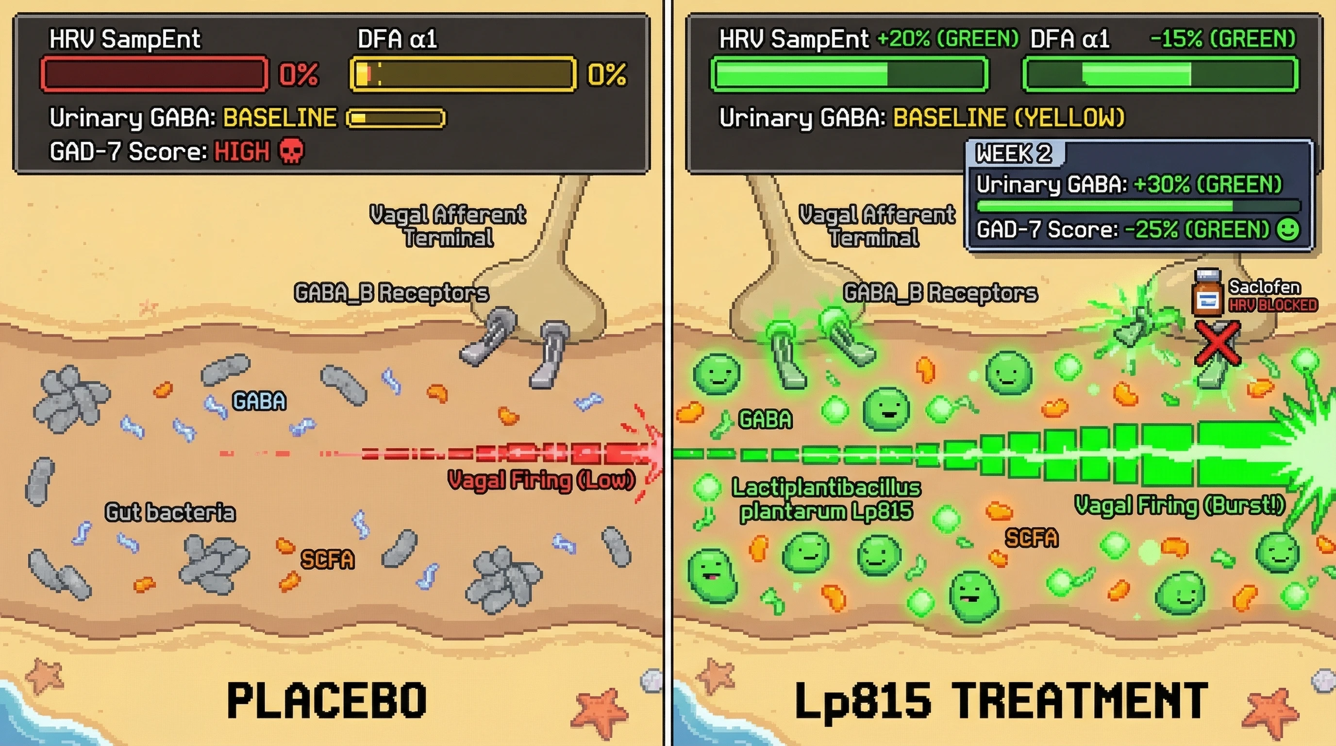 Infographic for: Lactiplantibacillus plantarum Lp815 enhances vagal afferent firing via GABA‑SCFA co‑signaling, detectable as early increases in HRV sample entropy before systemic GABA rises