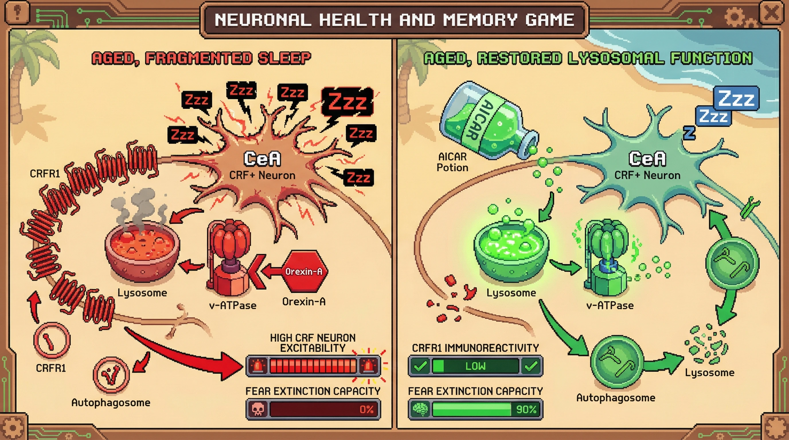 Infographic for: Sleep‑dependent autophagic pruning of CRFR1 in central amygdala neurons gates fear extinction capacity across the lifespan