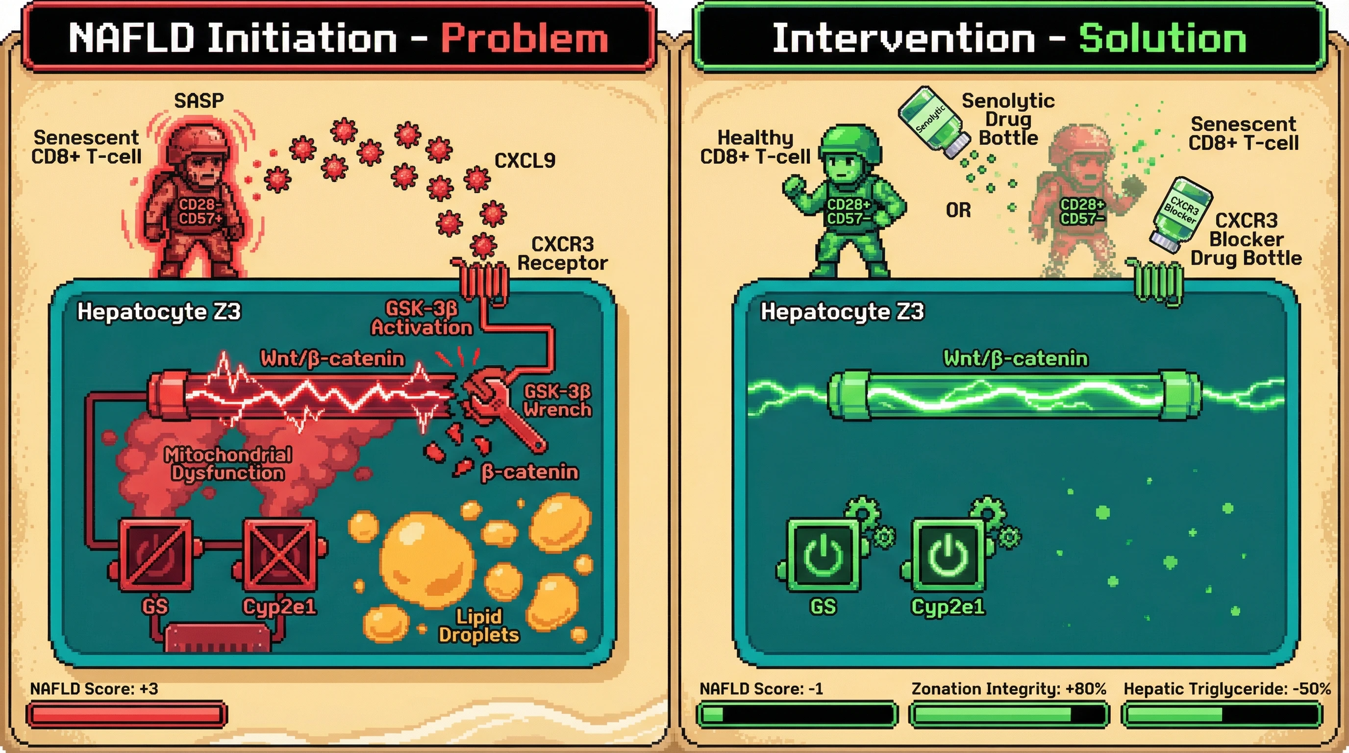 Infographic for: Senescent CD8+ T‑cell‑derived CXCL9 drives hepatic zonation loss by inhibiting Wnt/β‑catenin signaling in pericentral hepatocytes, linking immune aging to NAFLD initiation