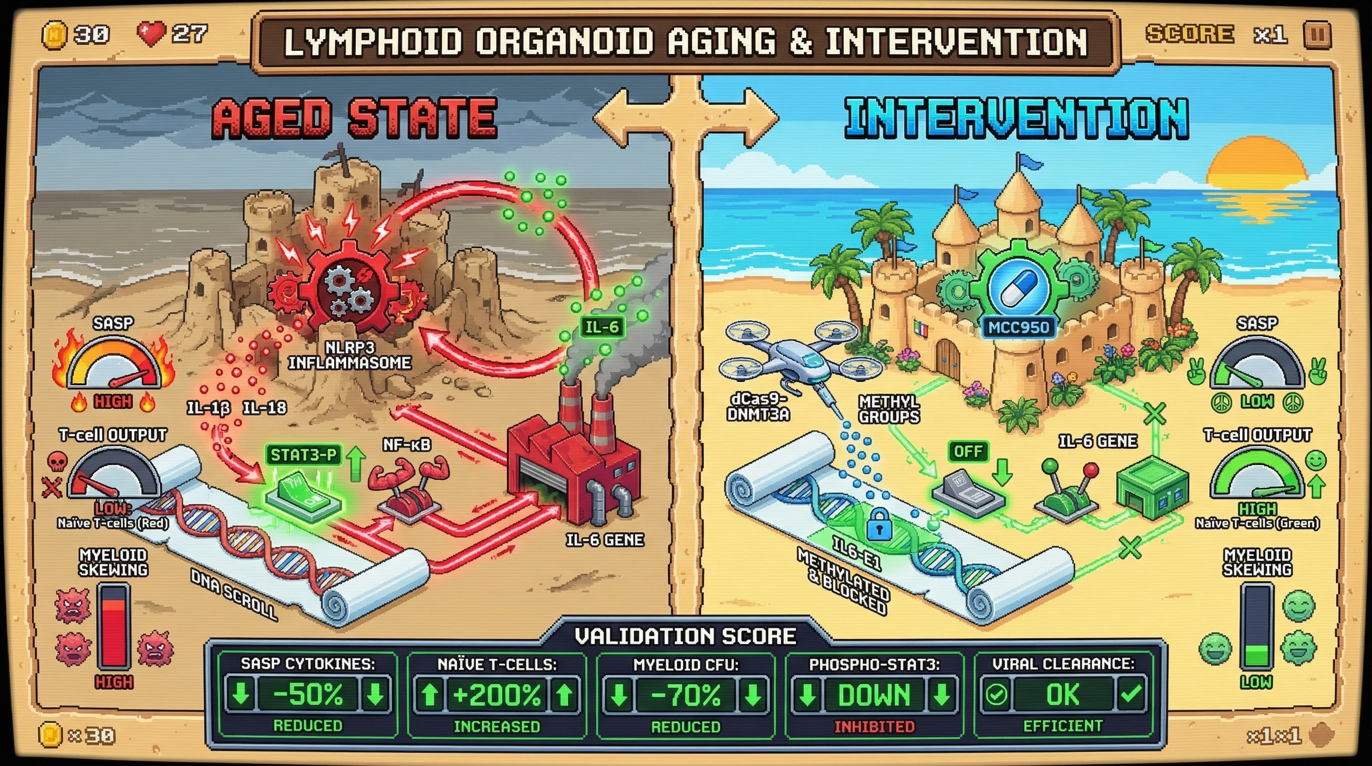 Infographic for: Hypothesis: Combined NLRP3 inhibition and IL-6 enhancer epigenome editing reverses immunosenescence in human lymphoid organoids by breaking the inflammasome‑STAT3 feed‑forward loop