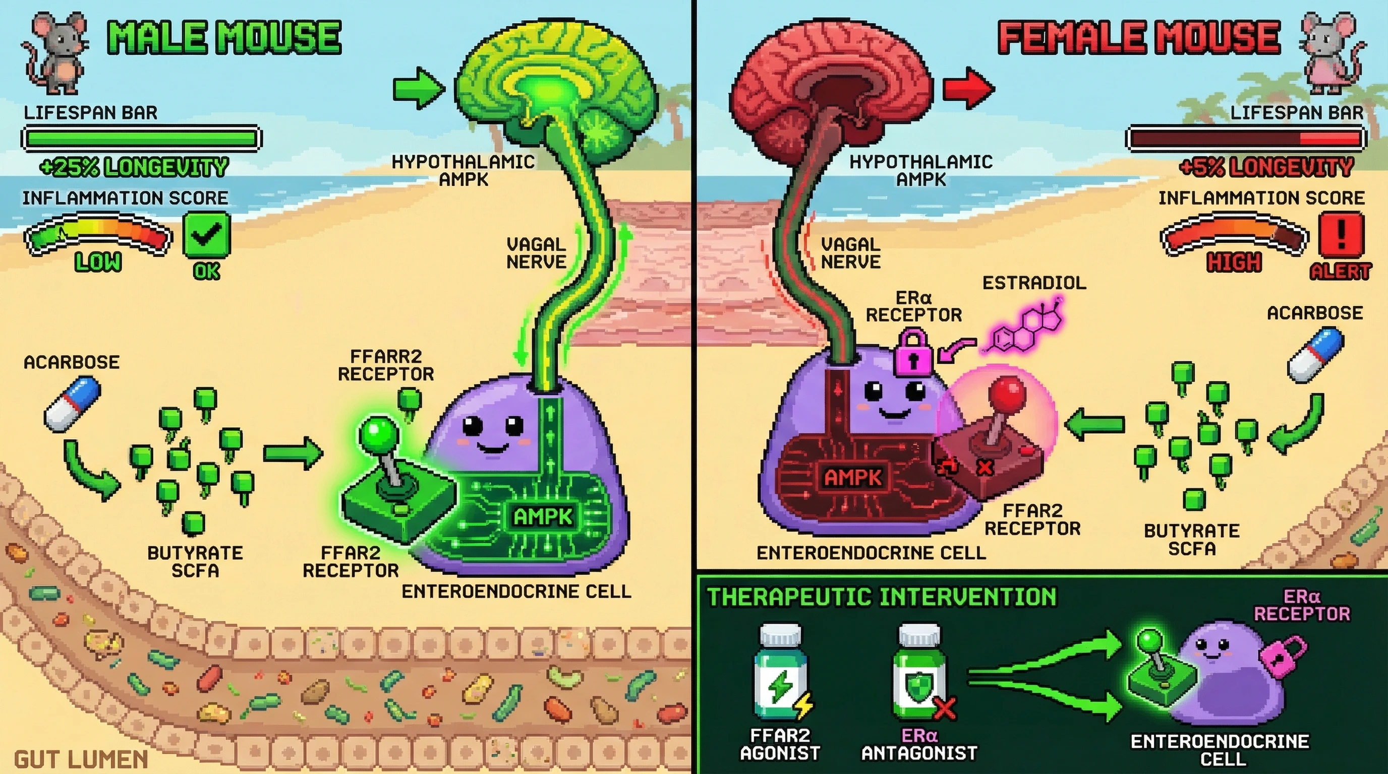 Mechanism: Acarbose increases gut SCFAs, which activate FFAR2 and subsequently AMPK, promoting longevity. Readout: Readout: Estrogen in females downregulates FFAR2, blunting AMPK activation and leading to smaller lifespan gains and higher inflammation compared to males.