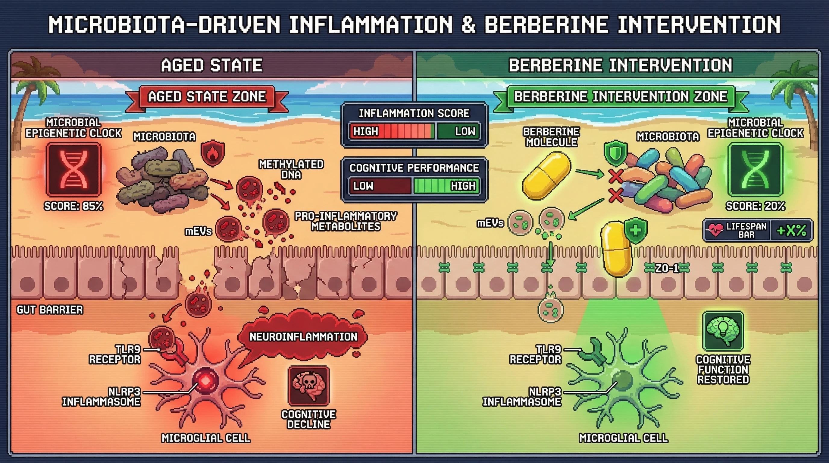 Mechanism: Berberine restores a youthful microbial epigenetic profile, suppressing mEV release and tightening the gut barrier to reduce neuroinflammation. Readout: Readout: Microbial epigenetic clock score decreases, neuroinflammation lessens, and cognitive function is preserved.