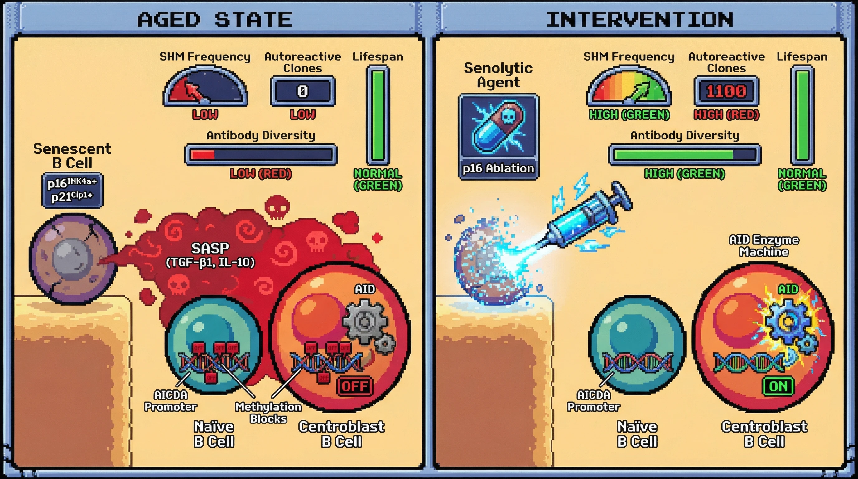Infographic for: Senescent B cells as SASP‑mediated restraints on AID activity: a hostage‑negotiator model of age‑related antibody diversification