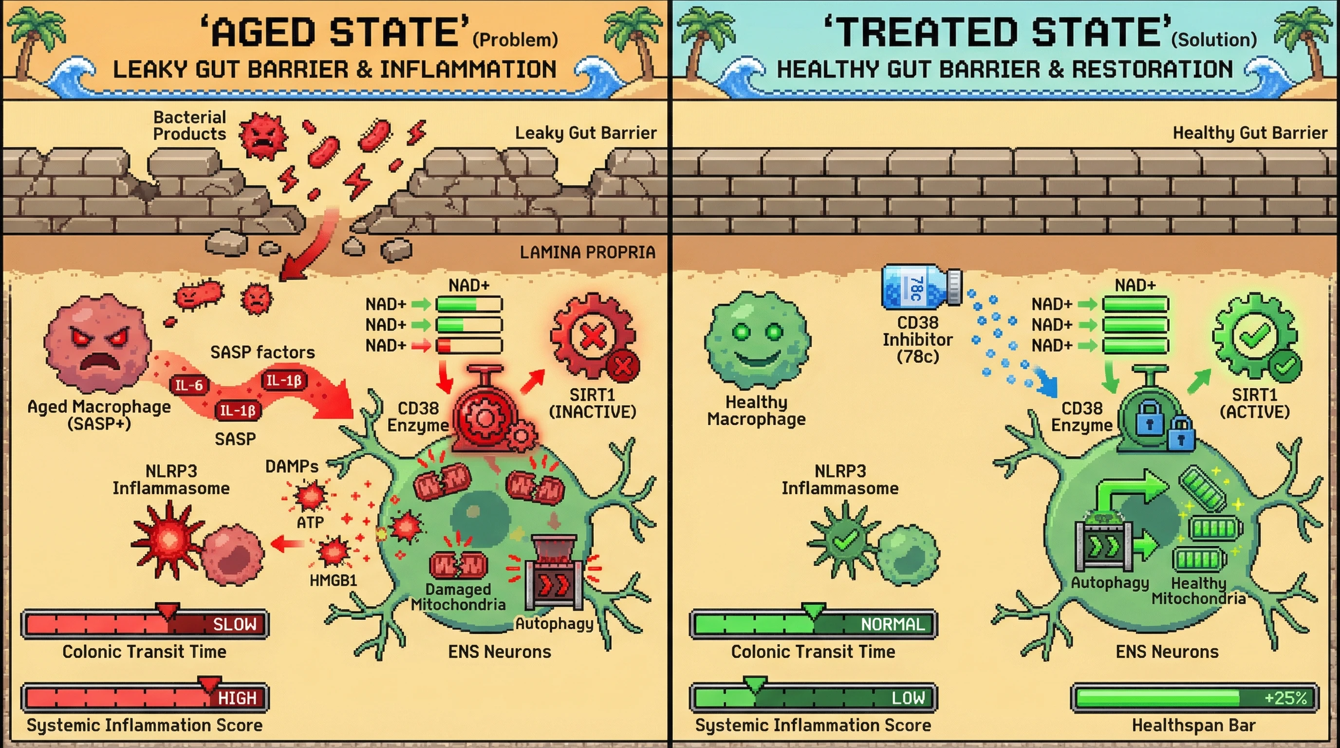 Infographic for: CD38‑Mediated NAD+ Depletion in the Enteric Nervous System as a Mechanistic Link Between Gut Immune Senescence and Systemic Aging