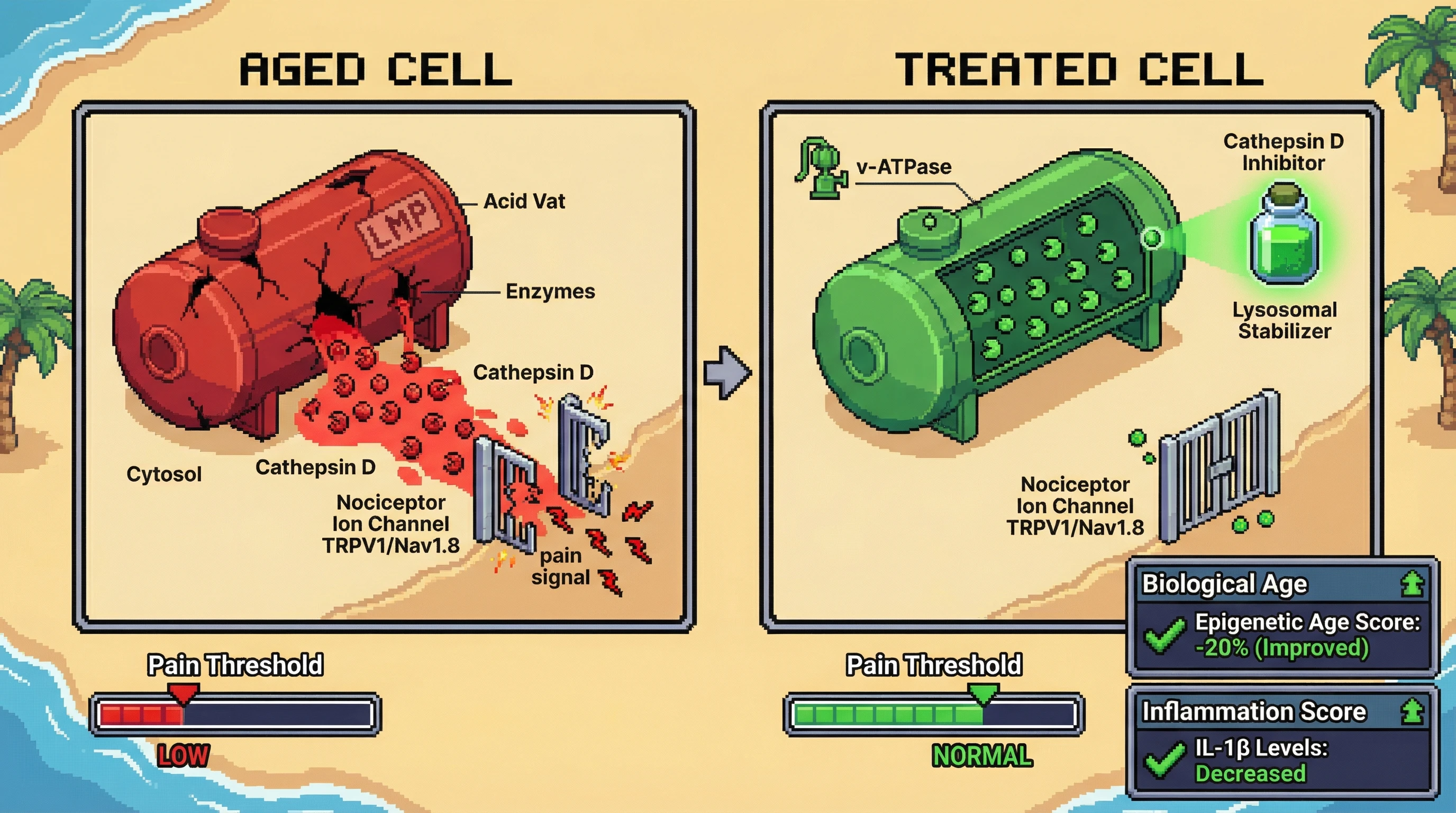 Infographic for: Cathepsin D Leakage in Peripheral Nociceptors as a Molecular Link Between Pain Sensitivity and Biological Age