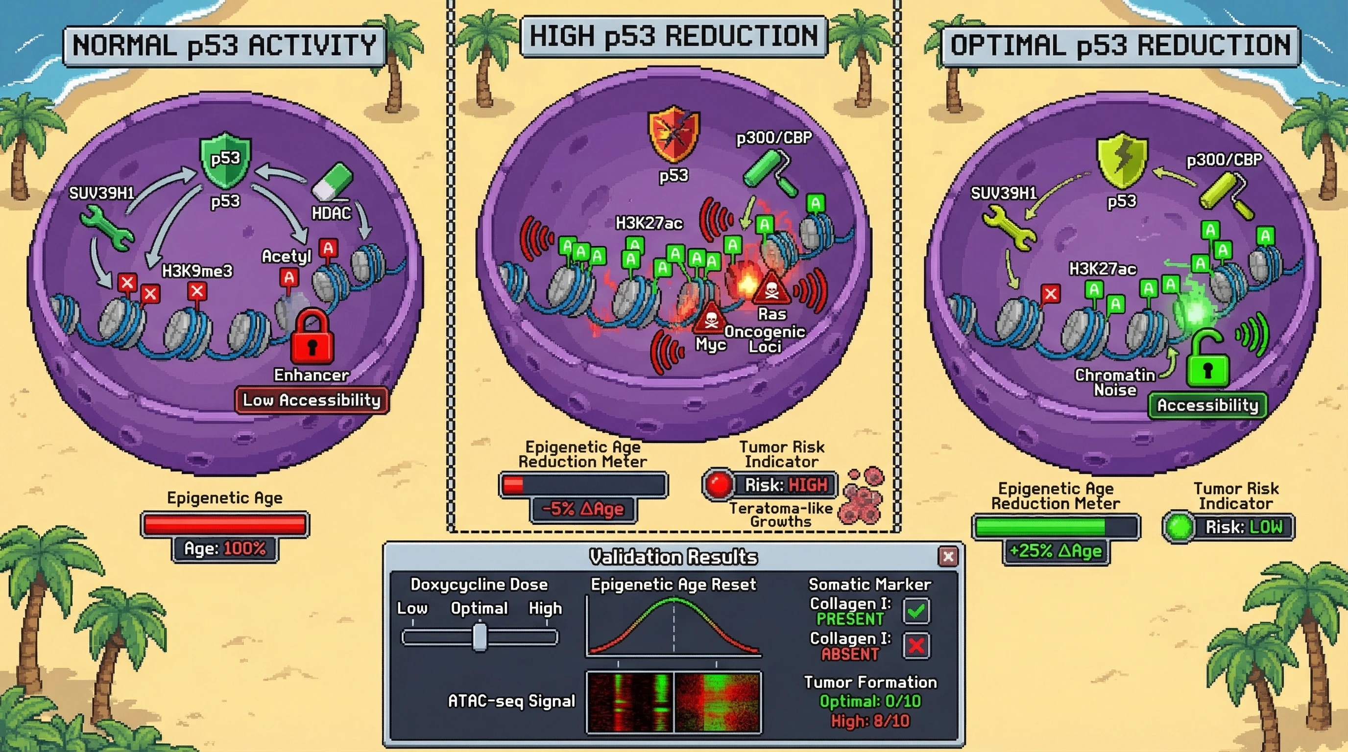 Infographic for: Defining a Rejuvenation Window: Dose‑Dependent p53‑Modulated Chromatin Noise Optimizes Epigenetic Age Reset Without Triggering Malignancy