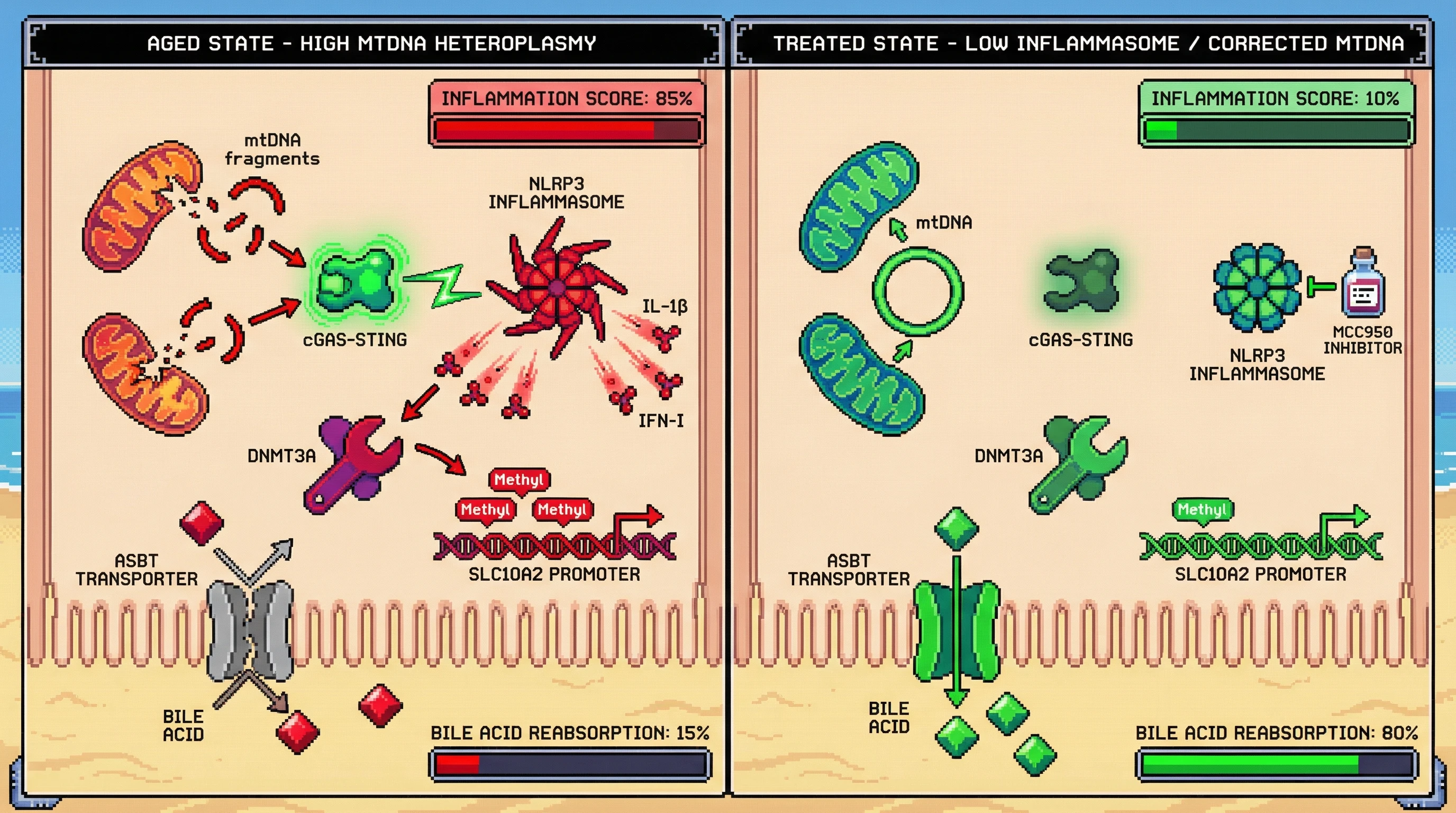 Infographic for: Mitochondrial DNA heteroplasmy drives age-related loss of ileal ASBT through inflammasome‑dependent epigenetic silencing