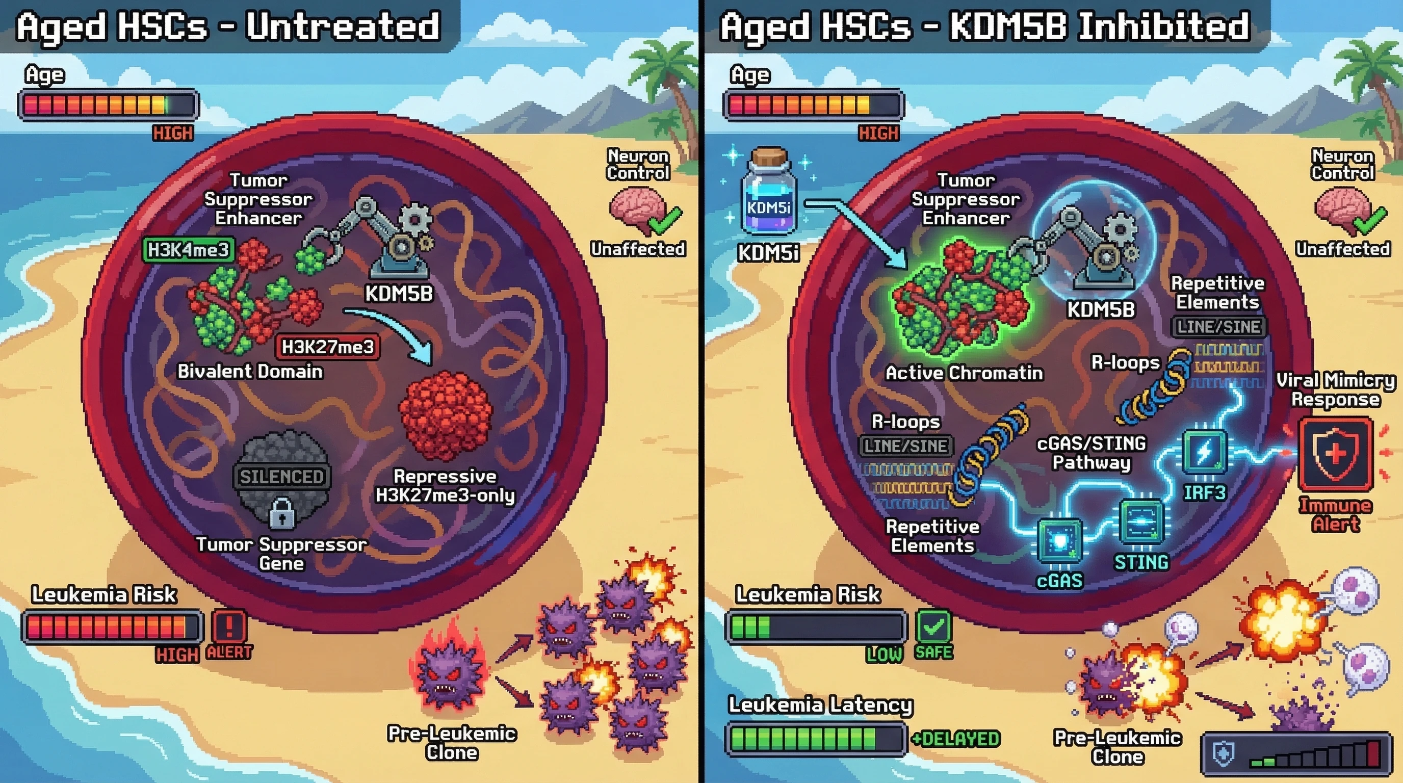 Mechanism: In aged HSCs, KDM5B up-regulation silences tumor suppressors by collapsing bivalent chromatin into a repressive H3K27me3-only state, fueling leukemogenesis. Readout: Readout: KDM5B inhibition restores H3K4me3, generates R-loops, activates cGAS/STING, and eliminates pre-leukemic clones, leading to delayed leukemogenesis.