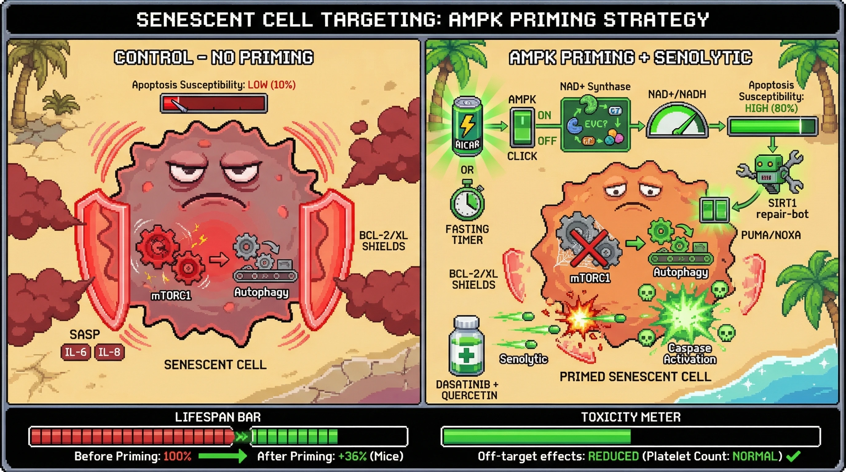 Mechanism: Transient AMPK activation primes senescent cells by weakening anti-apoptotic defenses and boosting pro-apoptotic pathways, making them more vulnerable to senolytic drugs. Readout: Readout: This metabolic priming increases senolytic-induced apoptosis by 2-fold in vitro and reduces senescent cell burden in vivo, potentially increasing lifespan by 36% in mice while lowering toxicity.