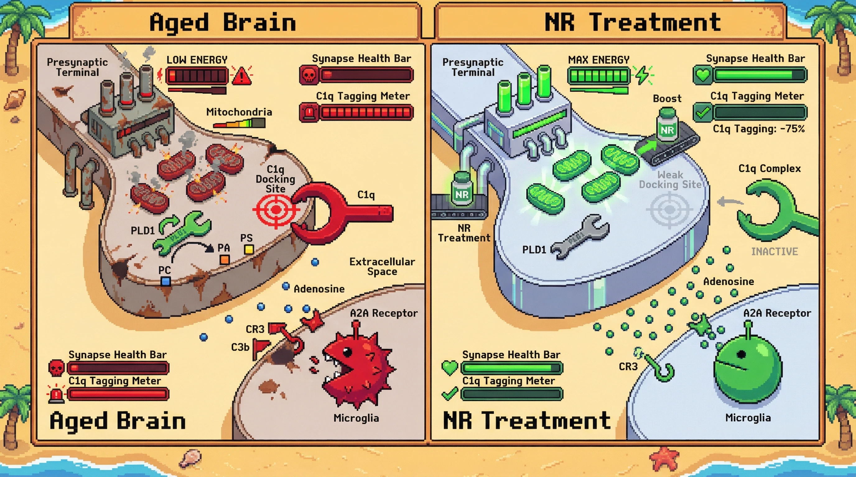 Infographic for: Presynaptic ATP depletion gates complement-mediated synapse elimination in brain aging