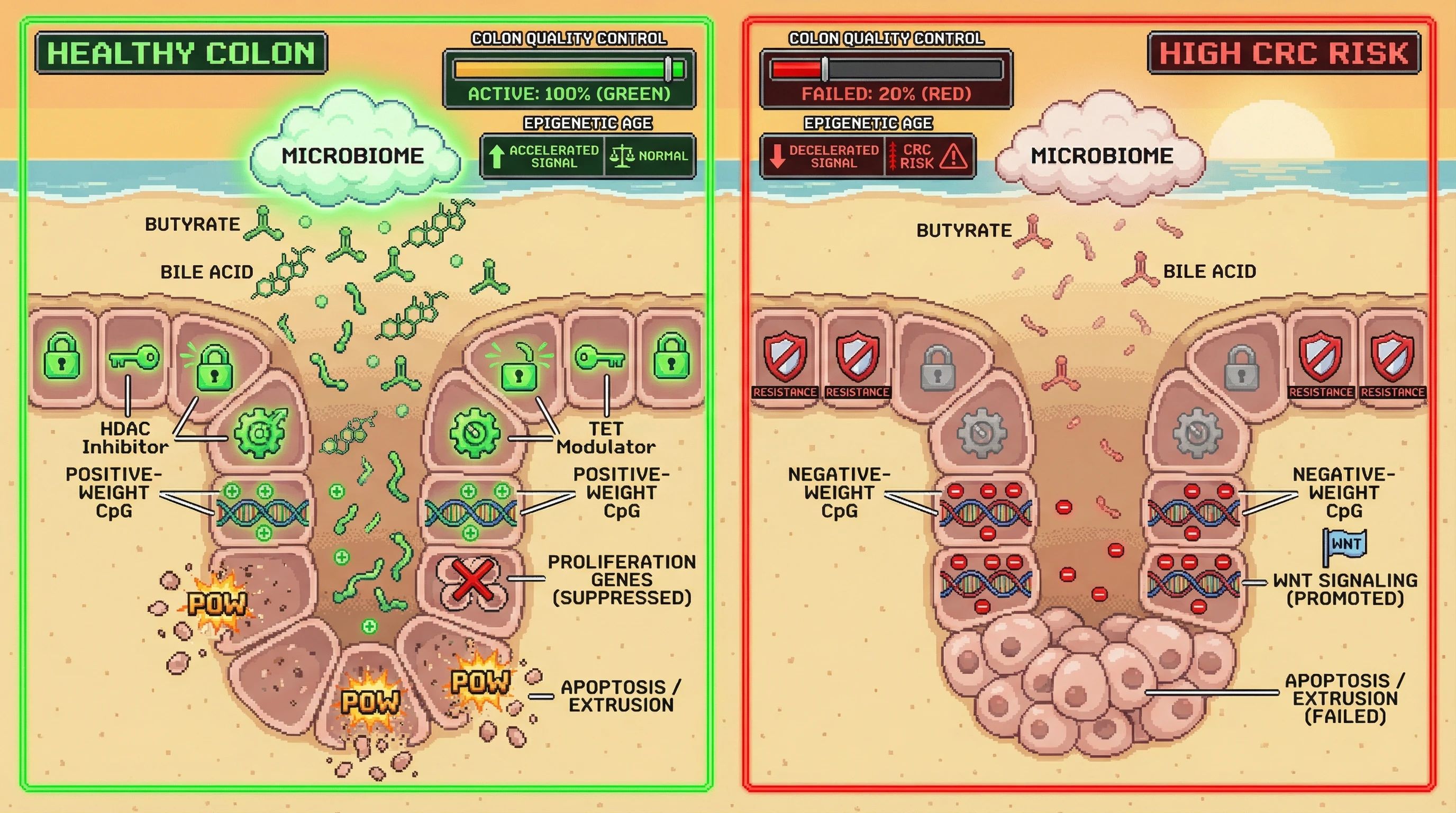 Mechanism: Microbial metabolites like butyrate activate an epigenetic pruning program that removes inefficient colon crypts, akin to neuronal eviction. Readout: Readout: Failed pruning leads to accumulating crypts with epigenetic age deceleration, signaling increased colorectal cancer risk.