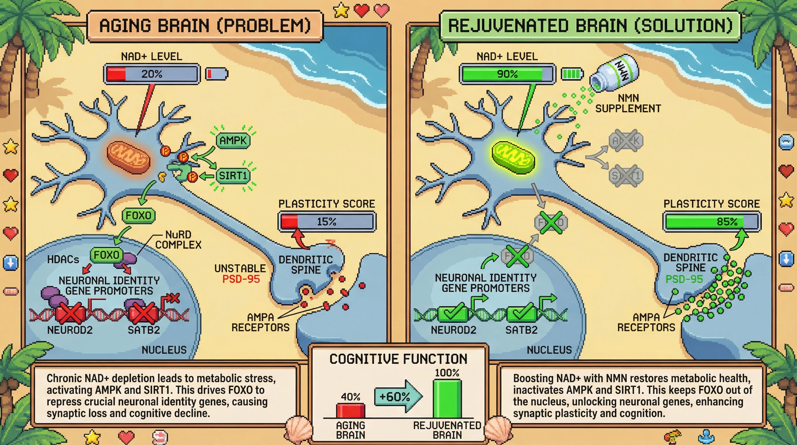 Infographic for: Age‑dependent transcriptional dedifferentiation is an energy‑saving reprogramming of cortical neurons, not active eviction