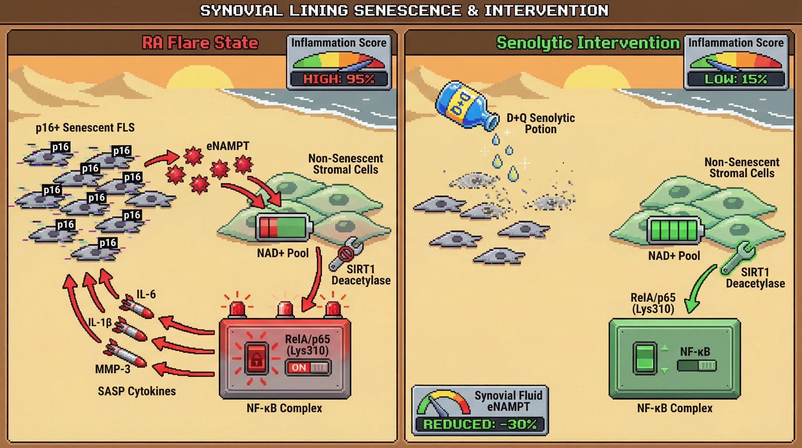 Mechanism: Senescent fibroblasts secrete eNAMPT, depleting NAD+ in neighboring cells, which inactivates SIRT1 and leaves NF-κB constitutively active, driving inflammation. Readout: Readout: D+Q senolytics clear senescent cells, restoring NAD+ and SIRT1 activity, reducing synovial fluid eNAMPT by 30% and lowering inflammation scores.