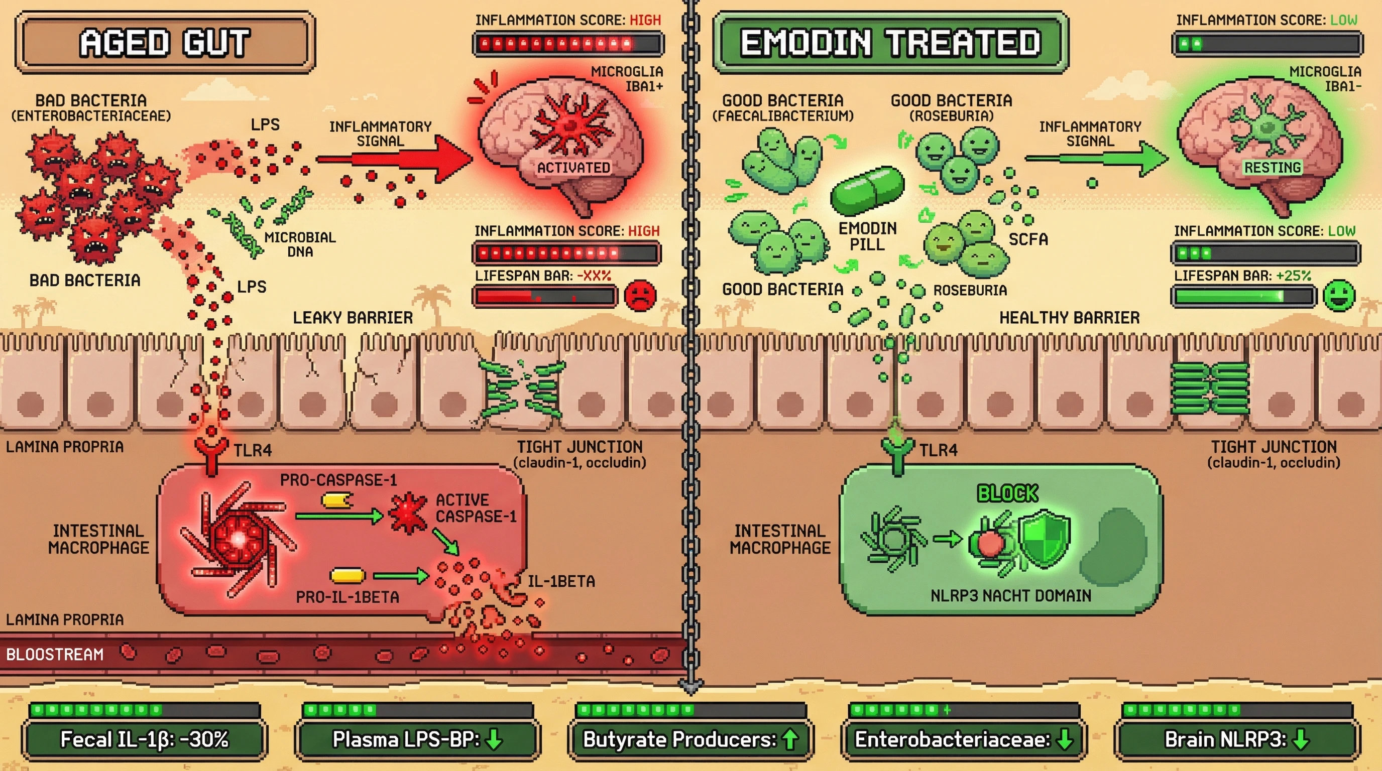 Infographic for: Emodin’s gut‑first NLRP3 inhibition reshapes the microbiome‑derived inflammasome signal to attenuate brain aging