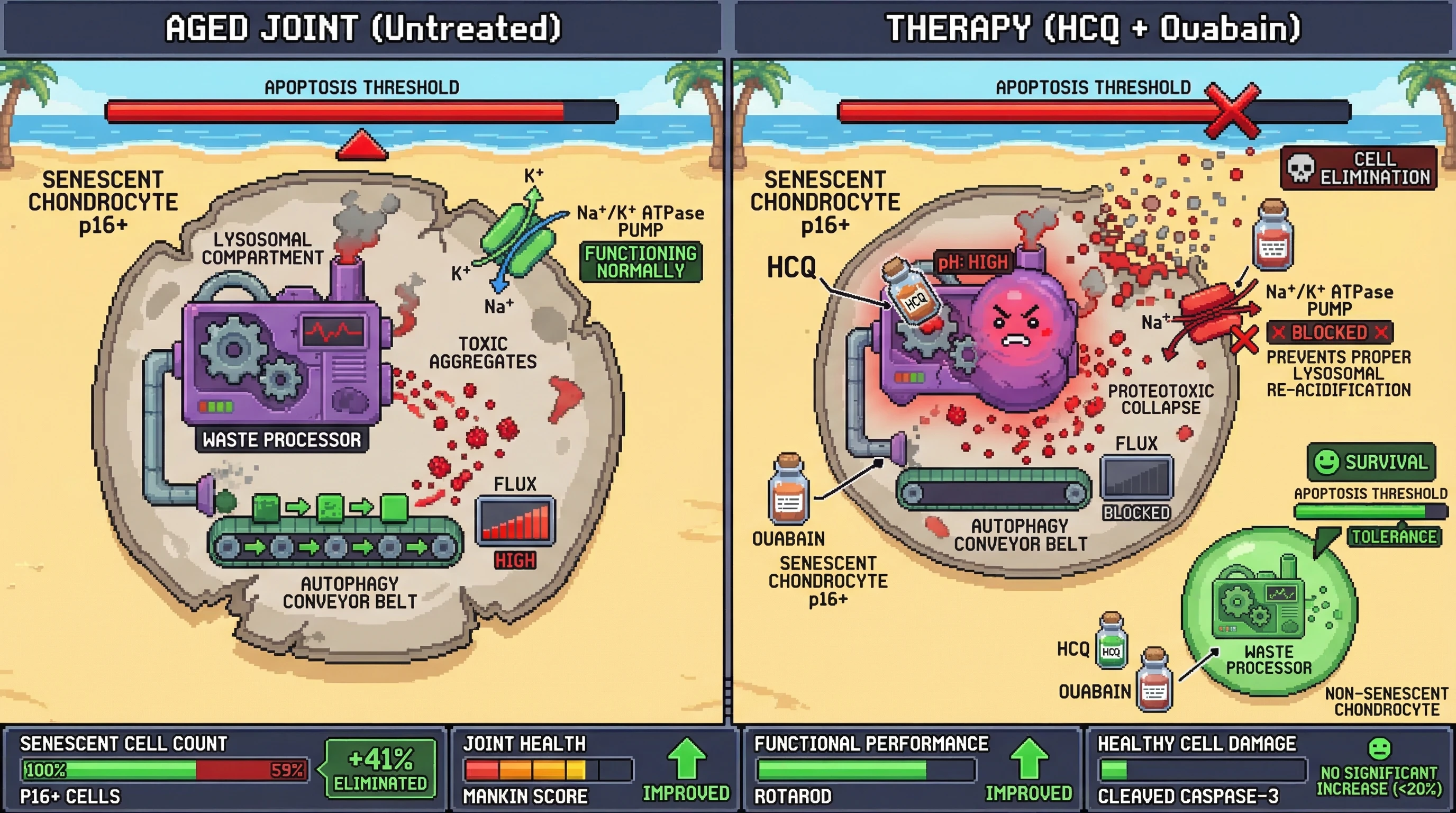 Mechanism: Co-administering hydroxychloroquine and ouabain creates a dual autophagy blockade, specifically triggering proteotoxic collapse and elimination of senescent chondrocytes. Readout: Readout: This therapy reduces senescent p16+ cells by over 40%, improves joint health (Mankin score) and functional performance (rotarod), without significantly harming healthy cells.