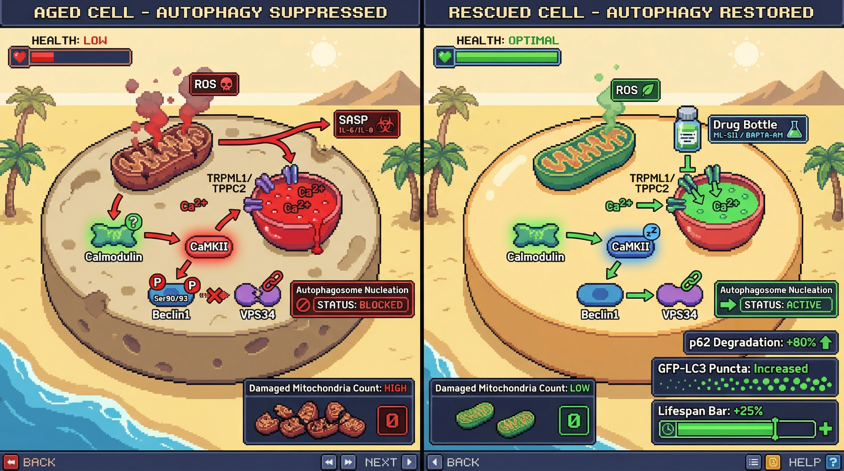 Infographic for: Lysosomal Calcium Overload Drives Active Autophagy Suppression in Aging via Mitochondrial ROS‑SASP Crosstalk