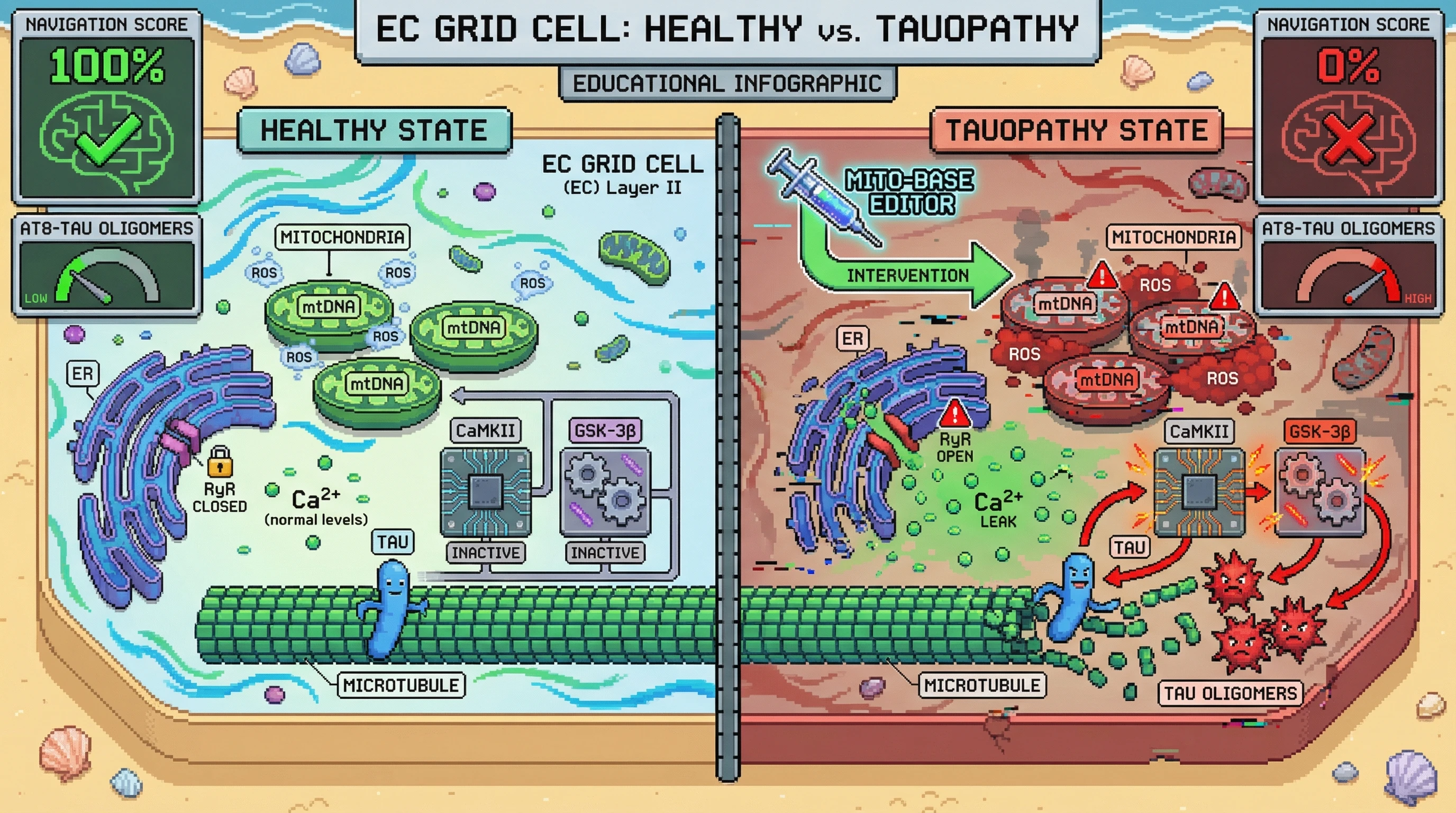 Infographic for: Mitochondrial DNA heteroplasmy in entorhinal cortex layer II grid cells drives tauopathy through oxidative kinase dysregulation