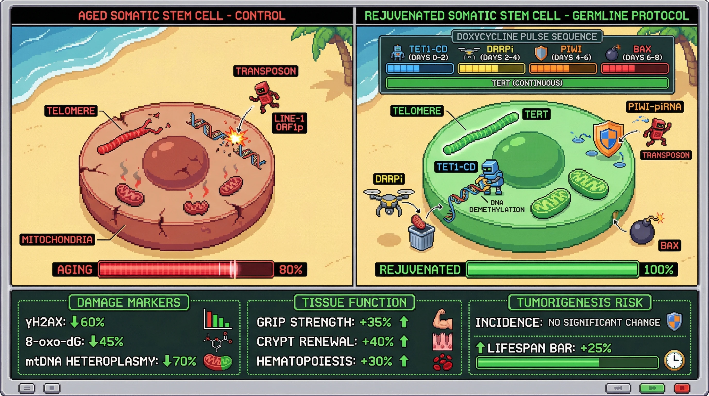 Infographic for: Inducing Germline‑Grade Quality Control in Somatic Stem Cells Extends Tissue Function Without Elevating Cancer Risk