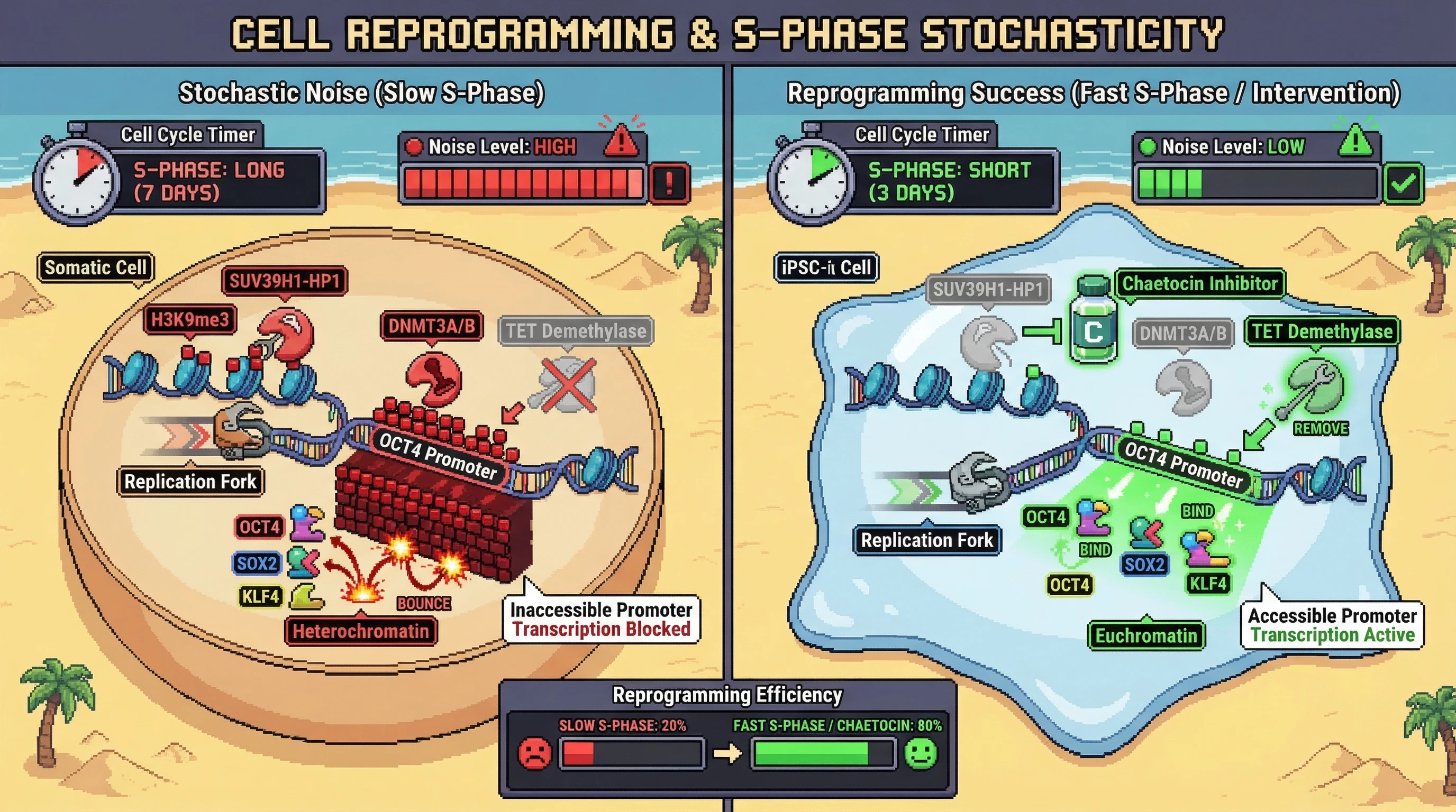 Mechanism: Slow cell division during iPSC reprogramming leads to late replication of pluripotency genes, allowing SUV39H1-HP1 and DNMT3A/B to establish suppressive heterochromatin and DNA methylation. Readout: Readout: Inhibiting SUV39H1 or shortening S-phase prevents this epigenetic noise, increasing reprogramming efficiency from 20% to 80%.