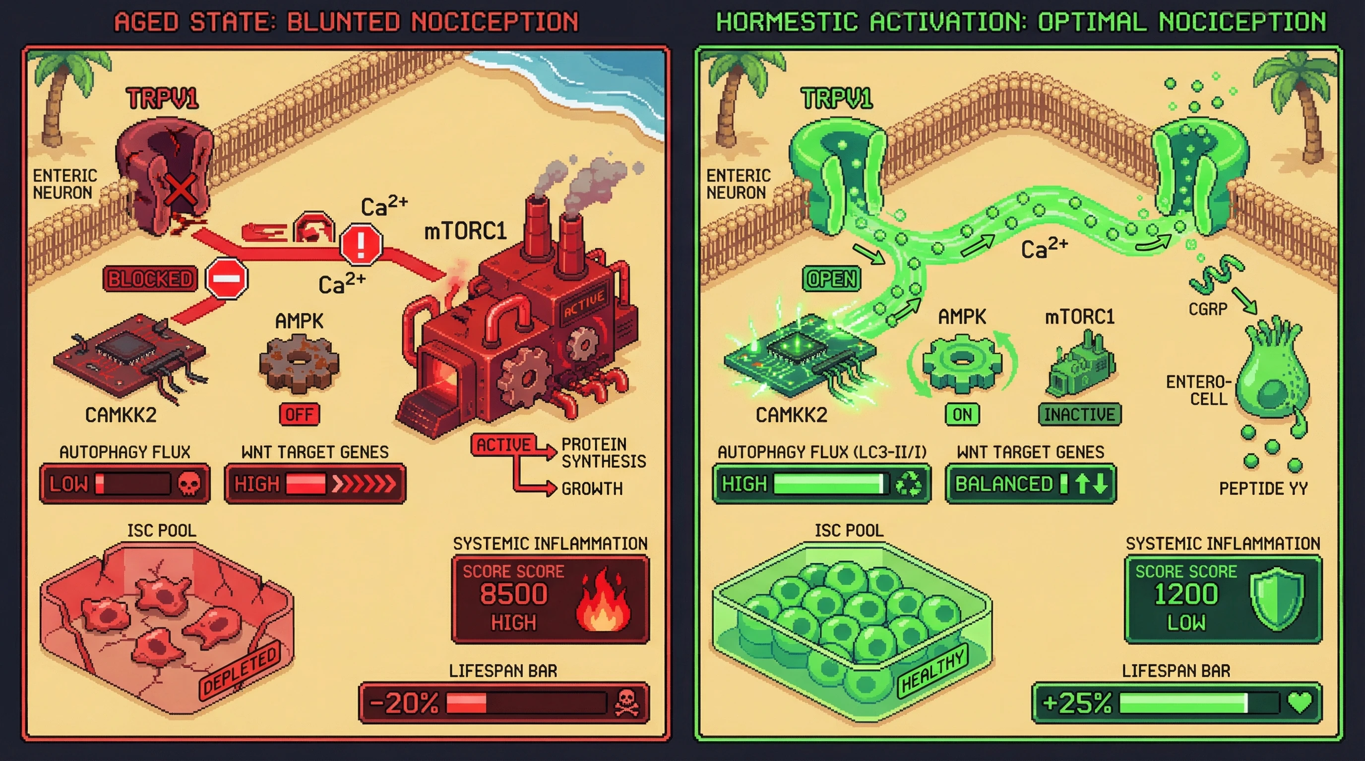 Infographic for: Nociceptive TRPV1 signaling as a hormetic regulator of intestinal stem cell homeostasis and lifespan