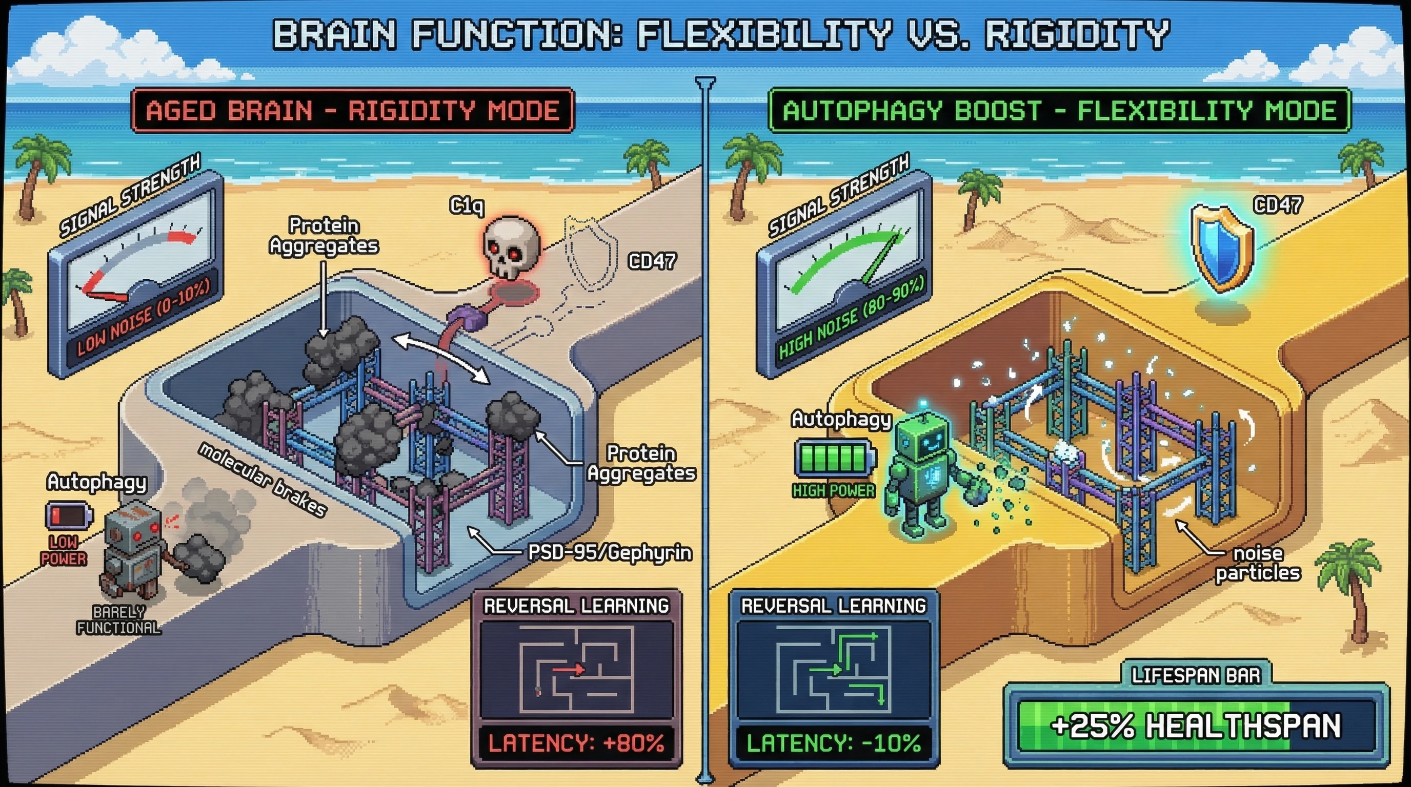 Infographic for: Autophagy‑Dependent Molecular Noise Governs Synaptic Flexibility in the Aging Brain