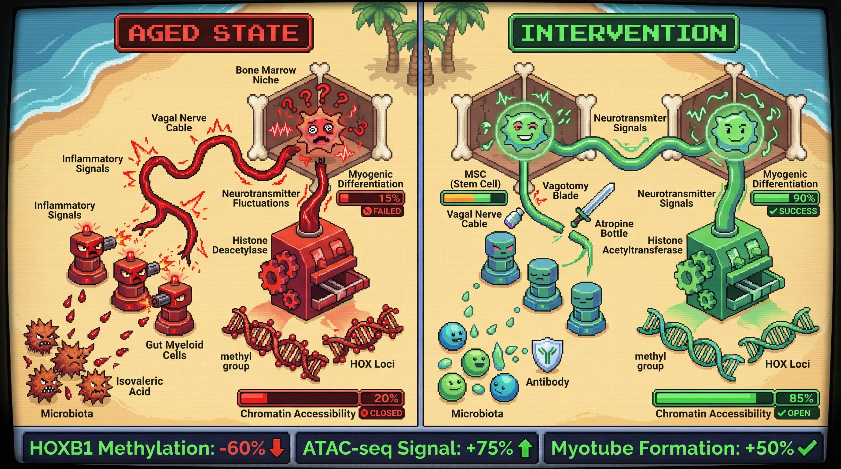 Infographic for: Microbiota‑Vagus‑HOX Axis: Gut‑Derived Metabolites Drive Epigenetic Erosion of MSC Positional Identity in Aging