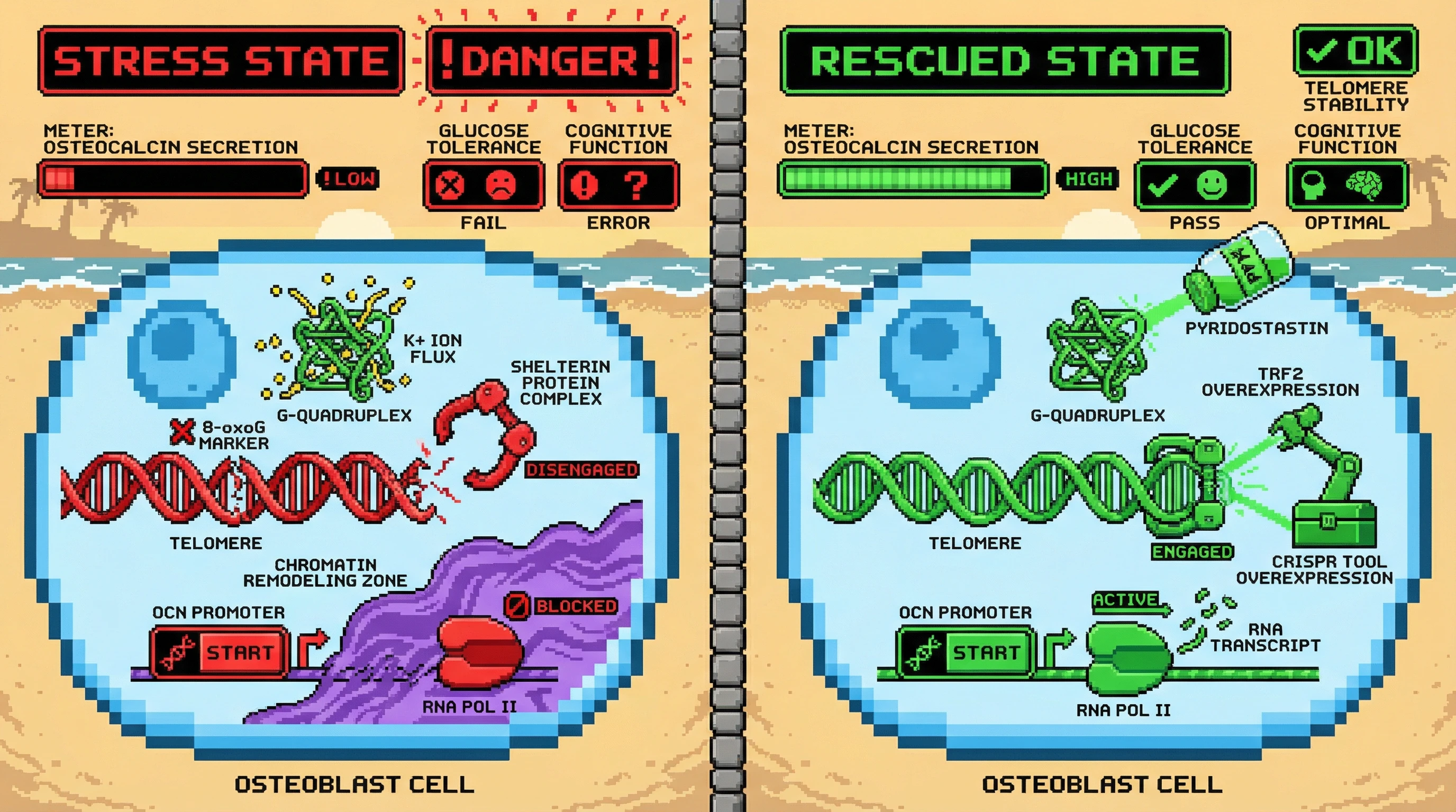 Infographic for: Telomere Structural Integrity as an Entropic Gatekeeper of Osteocalcin Secretion Links Bone Stress Signaling to Systemic Aging