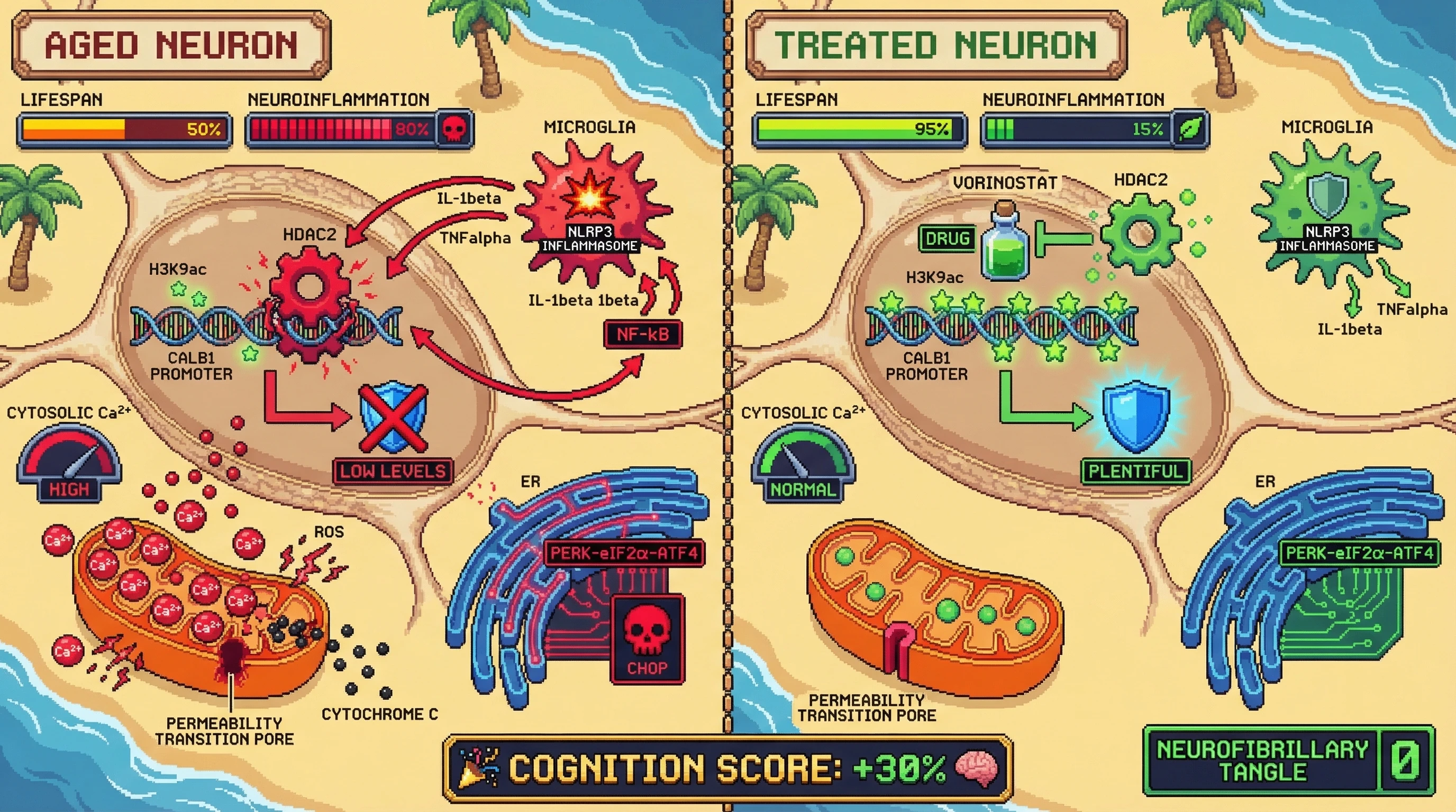 Infographic for: Epigenetic silencing of calbindin-D28k via HDAC2-mediated promoter deacetylation drives age‑dependent calcium buffering loss and excitotoxic neurodegeneration
