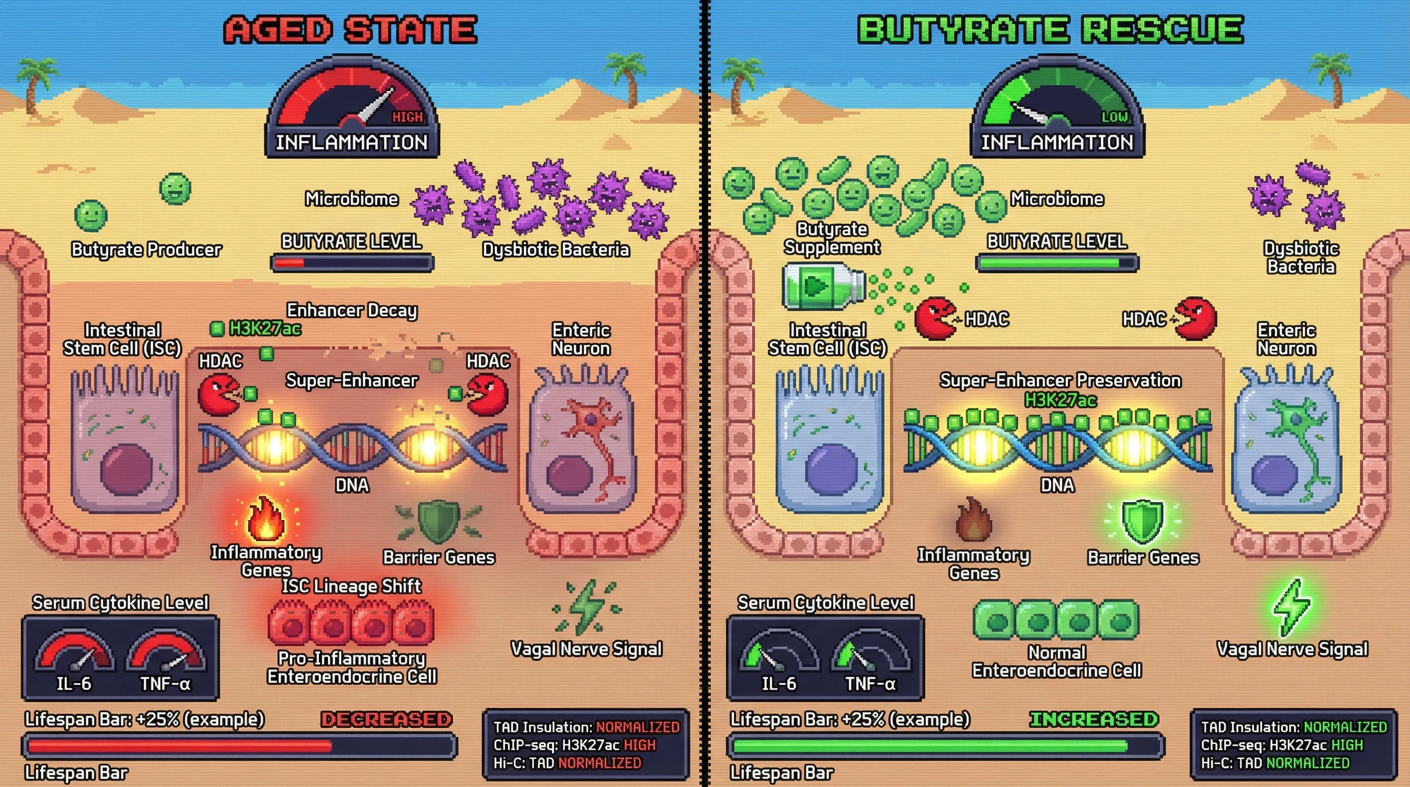 Mechanism: Age-related butyrate depletion allows HDACs to deacetylate super-enhancers in gut stem cells and neurons, causing inflammation and neurodegeneration. Readout: Readout: Butyrate supplementation restores H3K27ac, normalizes TAD insulation, and reduces IL-6/TNF-α levels, increasing lifespan.
