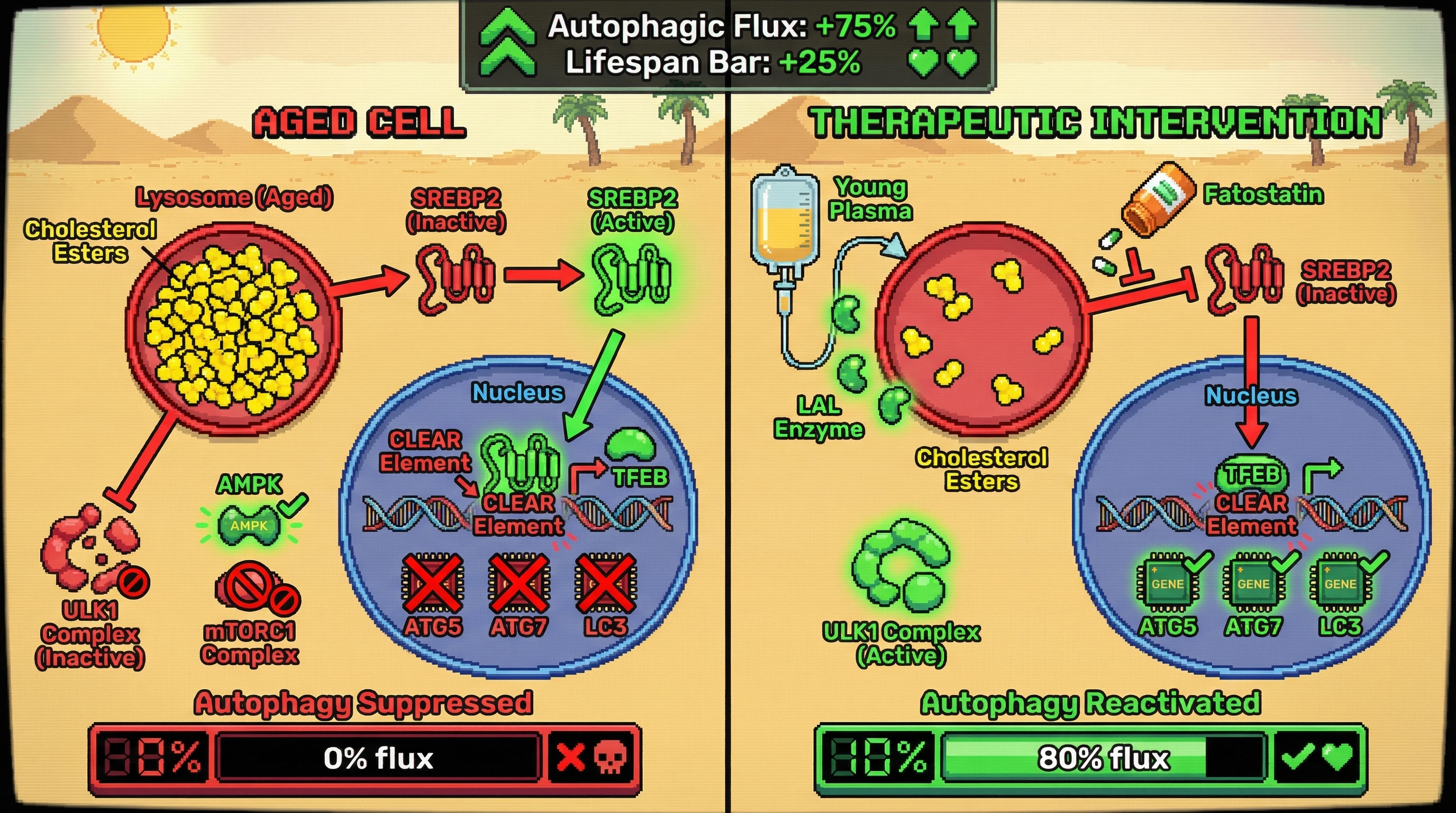 Mechanism: In aged cells, lysosomal cholesterol accumulation activates SREBP2, repressing autophagy gene transcription, and directly inhibits the ULK1 complex. Readout: Readout: Interventions like LAL delivery or SREBP2 inhibition reactivate autophagy, increasing autophagic flux by 75% and extending lifespan by 25%.