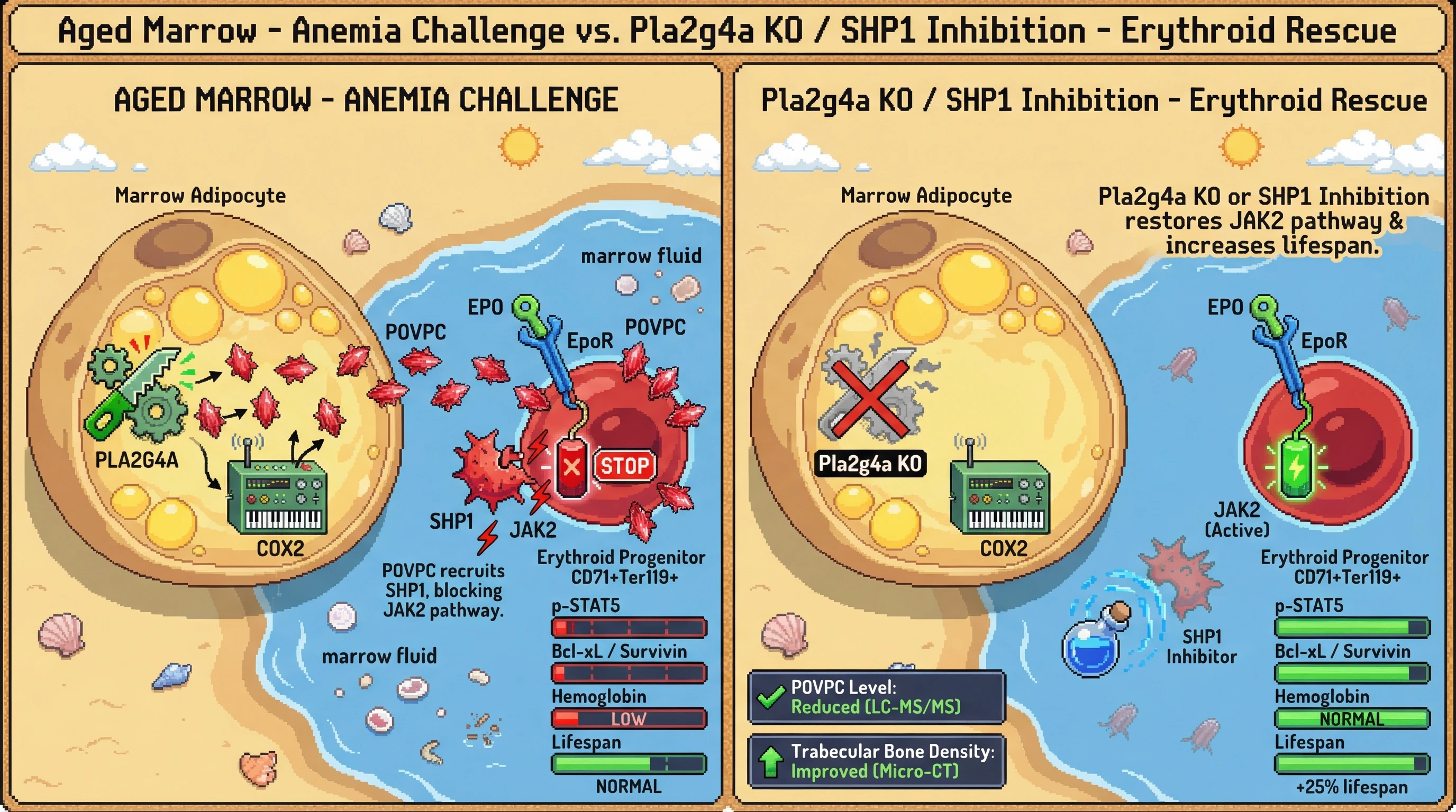 Infographic for: Hypothesis: Age‑Related Marrow Adipose Tissue Secretes a Specific Lipid Mediator that Directly Inhibits EPO Receptor JAK2 Signaling in Erythroid Progenitors