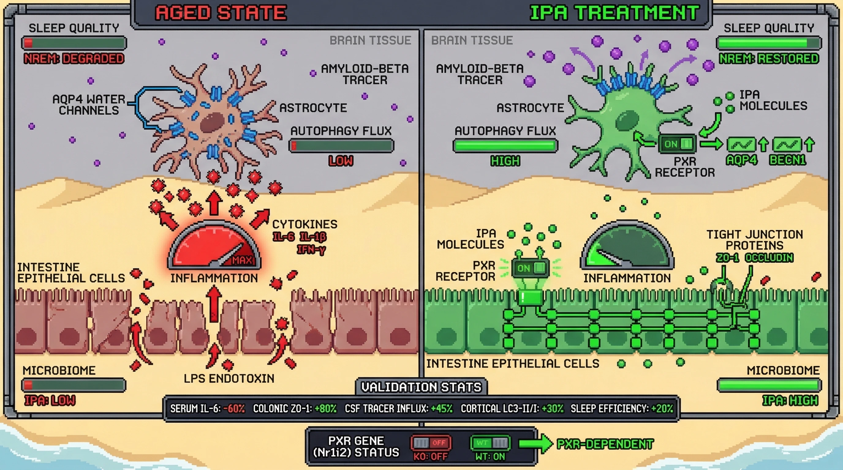 Mechanism: Oral IPA supplementation activates PXR in the gut and brain, strengthening the intestinal barrier, reducing systemic inflammation, and directly enhancing astrocytic AQP4 polarization and autophagy. Readout: Readout: This leads to a significant decrease in serum IL-6, increased colonic ZO-1, restored NREM sleep, enhanced CSF tracer influx, and elevated cortical LC3-II/I ratio in aged mice.