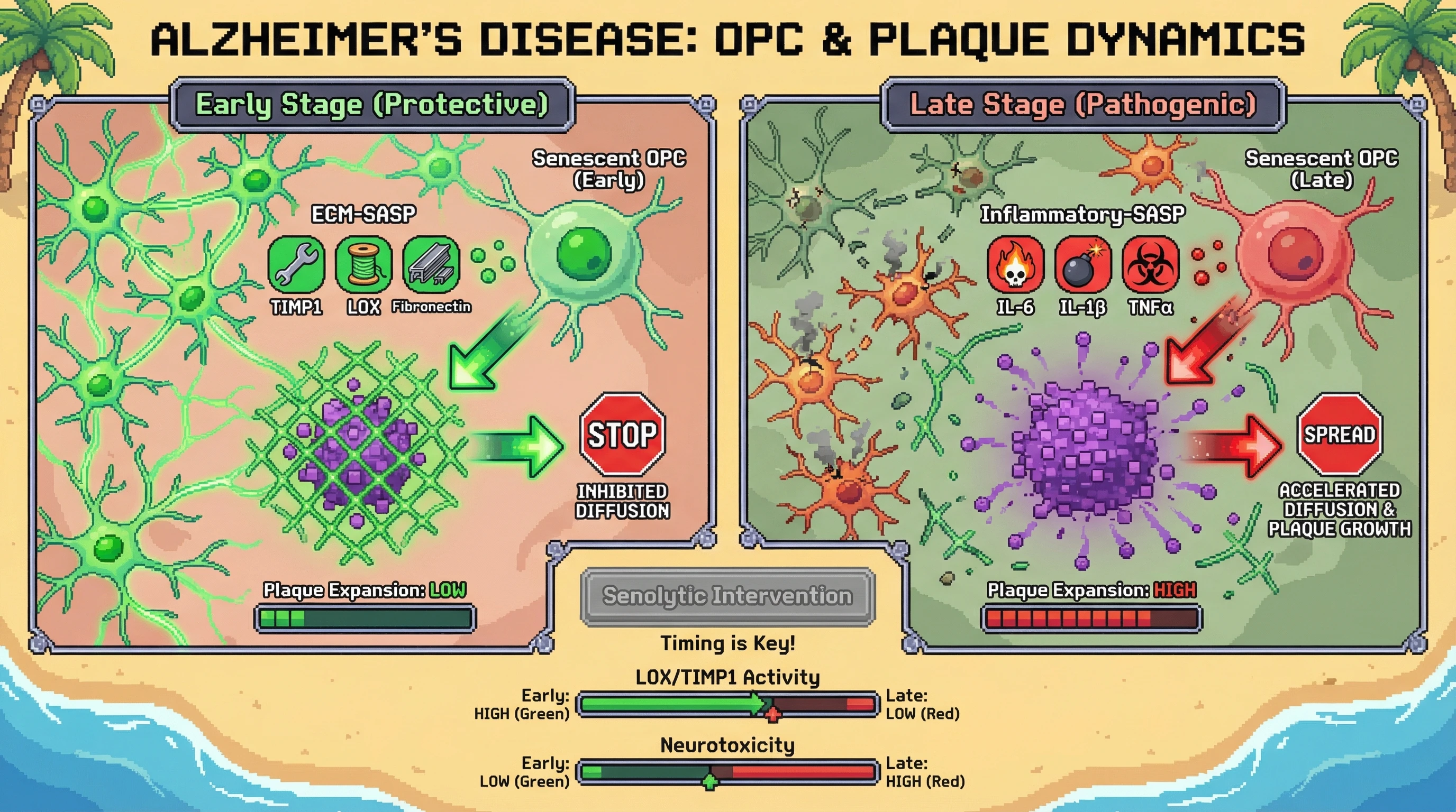Infographic for: Transient Senescence of Oligodendrocyte Progenitor Cells as an Early Protective Barrier Against Amyloid Plaque Expansion