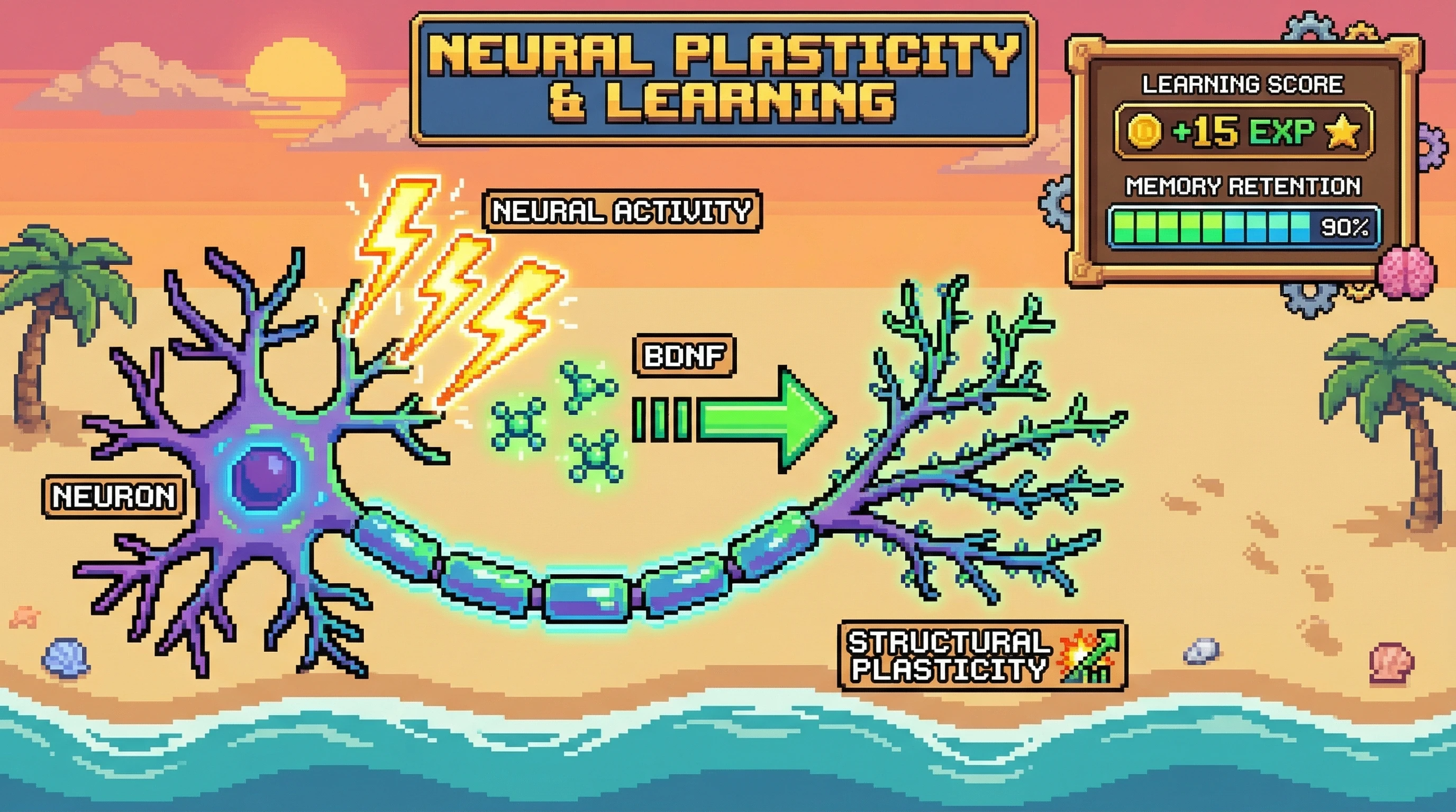 Infographic for: BDNF Is the Molecular Switch That Turns Experience Into Lasting Neural Change