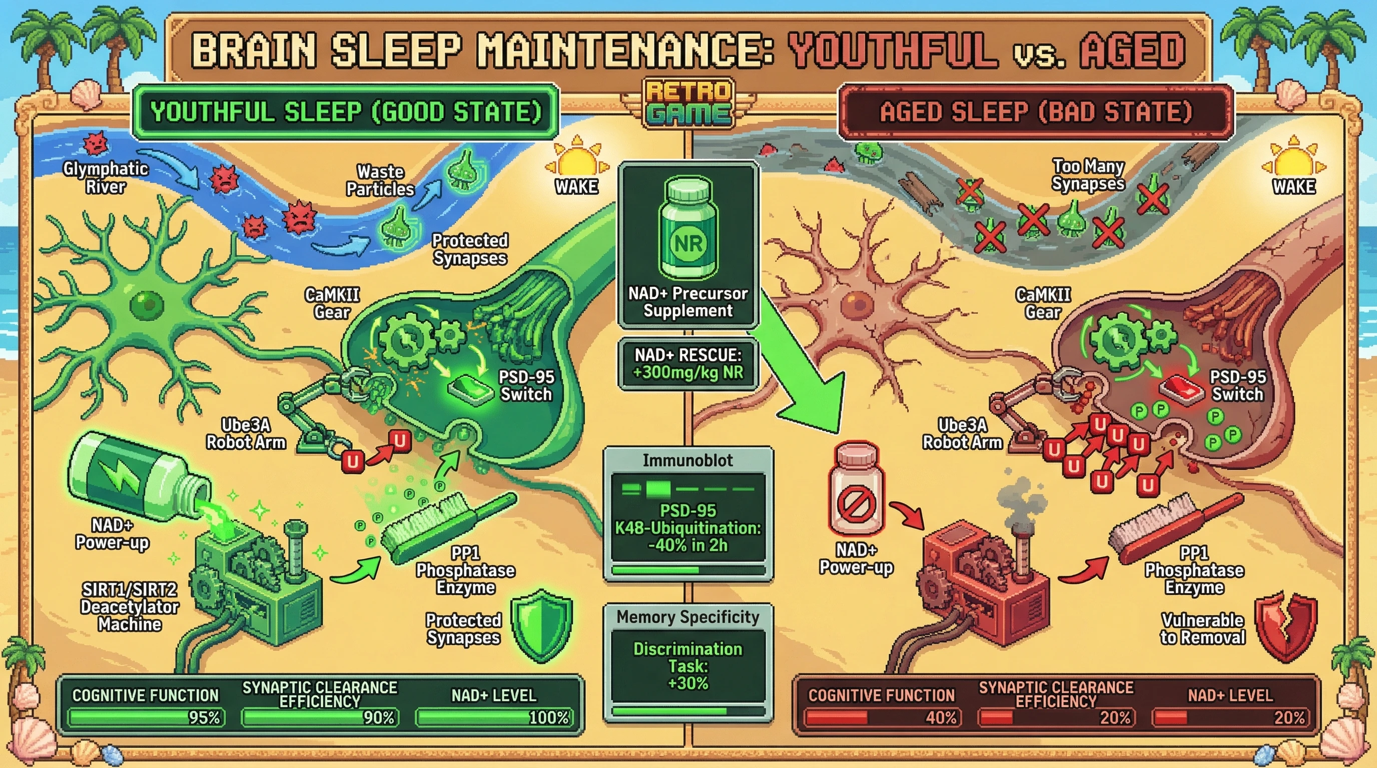 Infographic for: Sleep-Dependent Synaptic Tagging Governs Glymphatic Triage: A NAD+-Sirtuin Modulated Mechanism Linking Wakeful Activity to Neural Architecture Survival