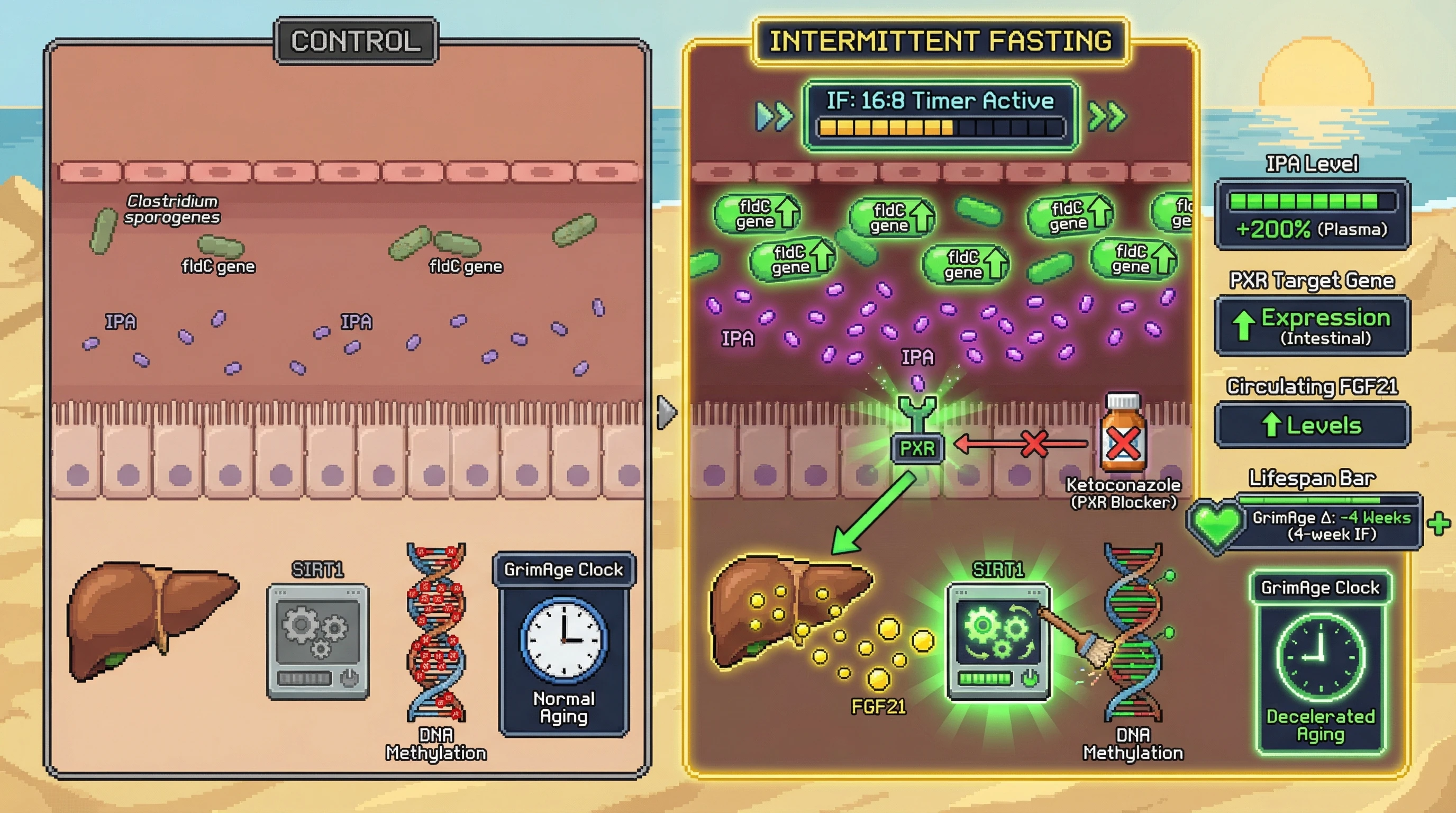 Infographic for: Intermittent fasting–driven IPA production modulates epigenetic aging via intestinal PXR‑FGF21‑SIRT1 axis