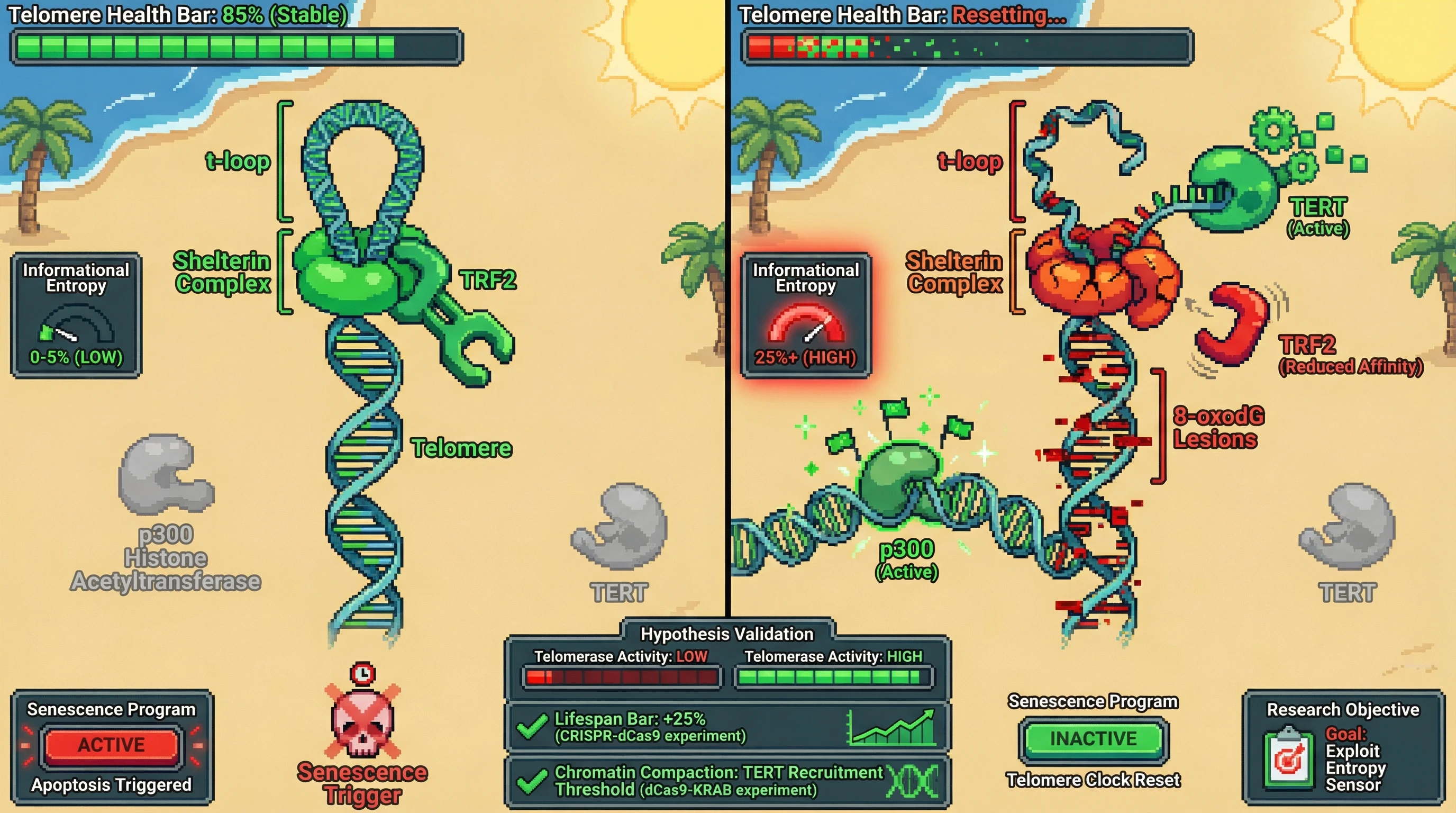 Mechanism: Increased telomeric informational entropy (oxidative damage) causes TRF2 to detach, loosening the t-loop and allowing p300 to acetylate chromatin, which then recruits TERT to elongate telomeres. Readout: Readout: This mechanism explains how cancer cells reset the telomeric clock, avoiding senescence, and is validated by experiments showing changes in TERT requirement and chromatin compaction thresholds.
