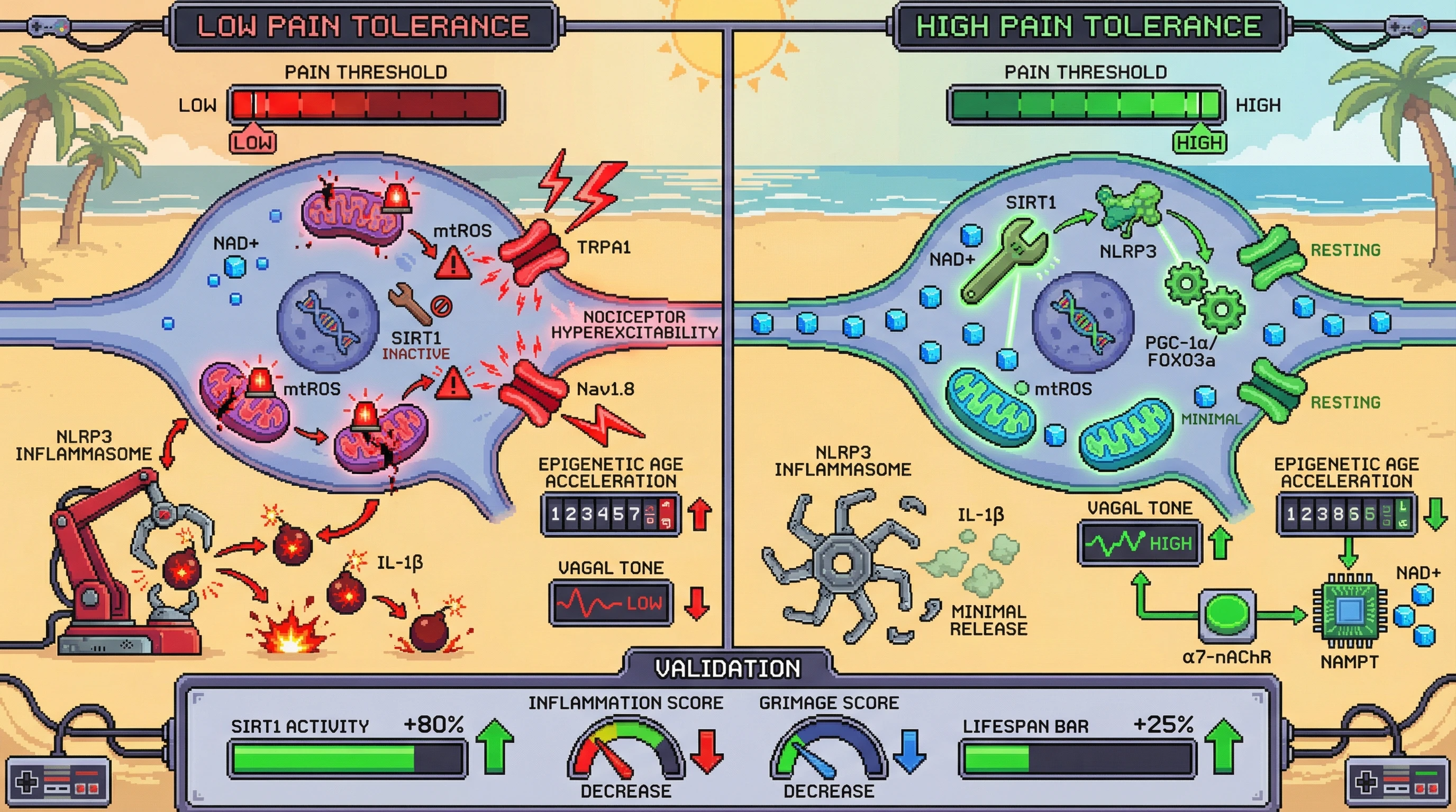 Infographic for: Pain Tolerance Reflects Mitochondrial NAD+-Sirtuin Signaling in Nociceptors and Predicts Epigenetic Age Acceleration