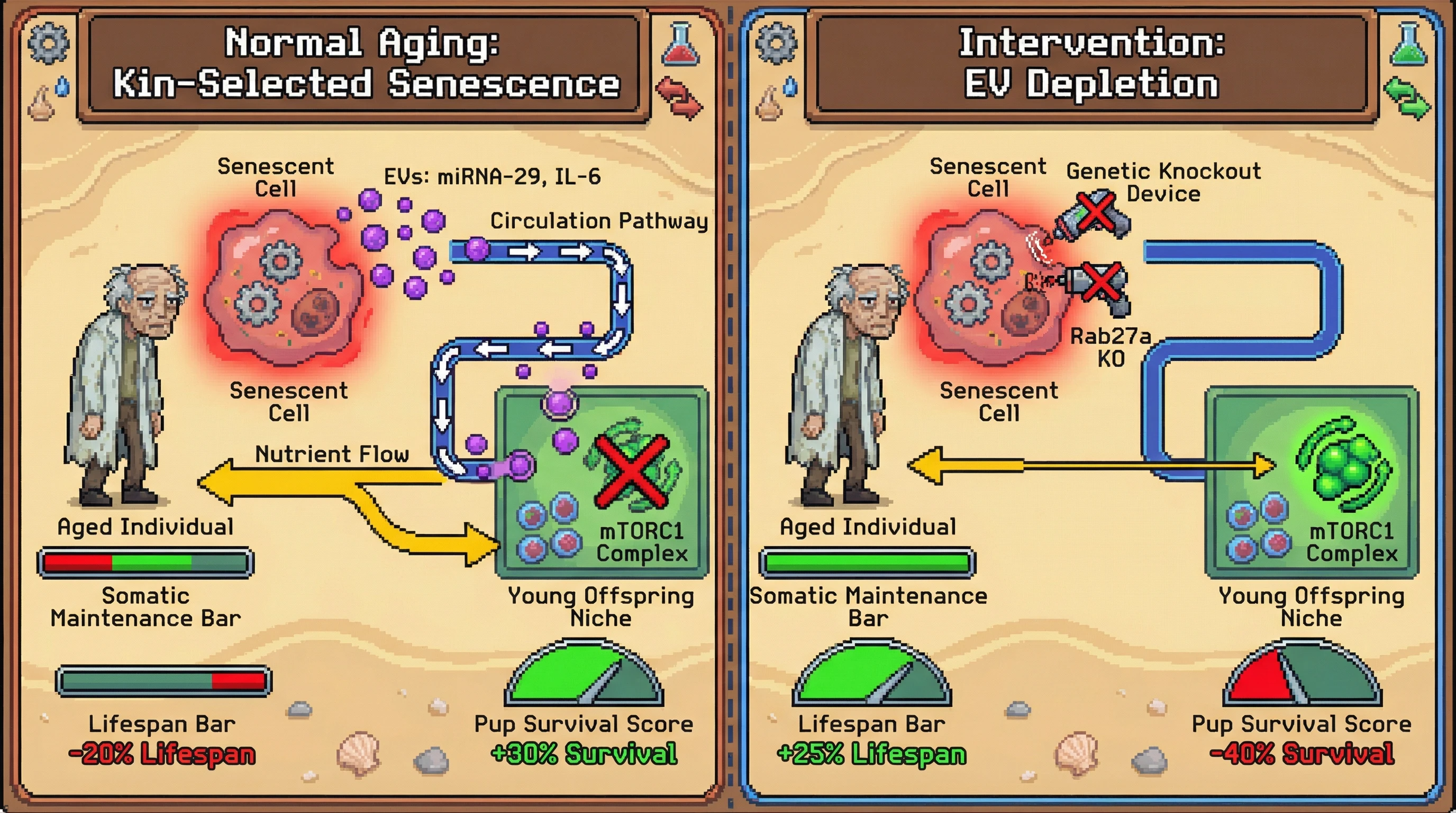 Infographic for: Hypothesis: Kin-selected senescence signaling mediates age-dependent resource reallocation