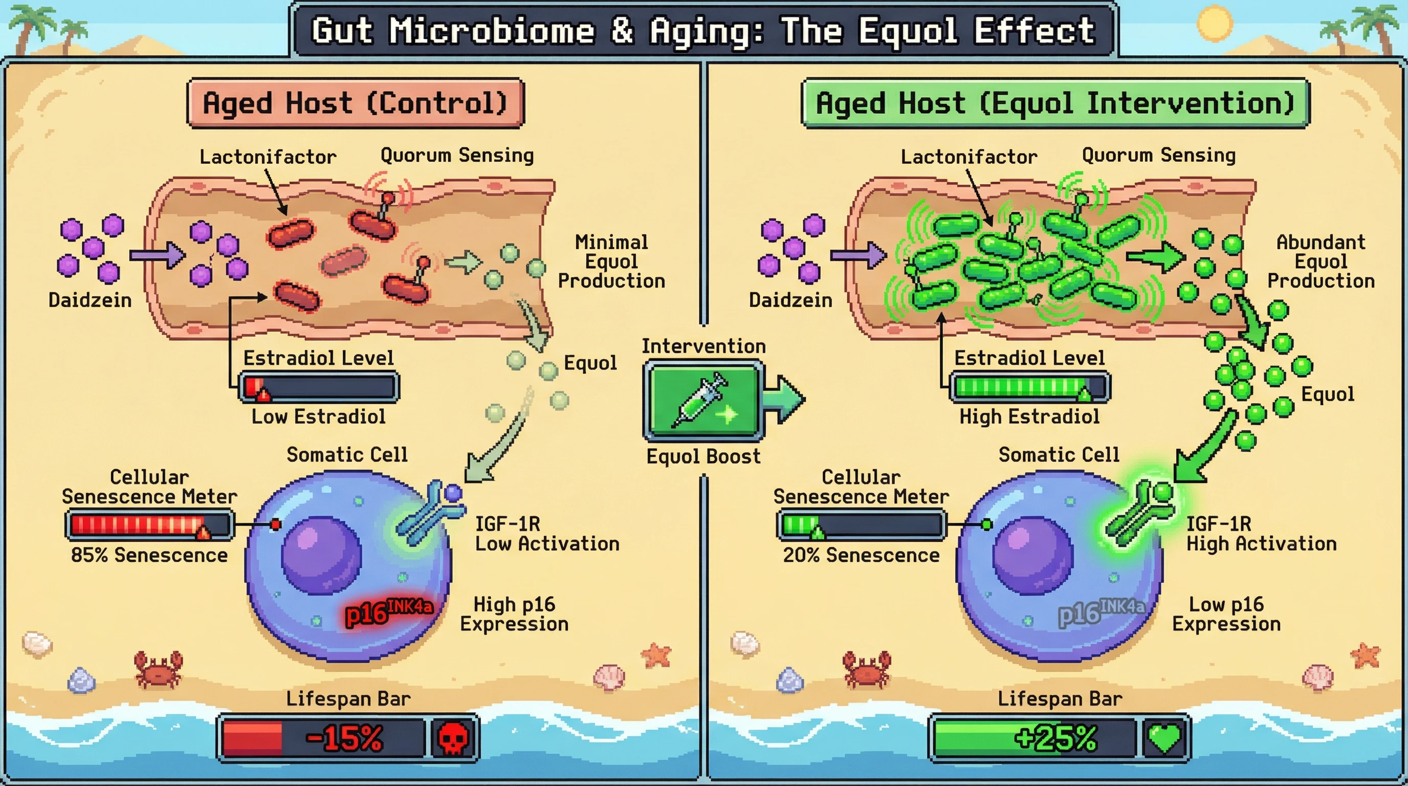 Infographic for: Equol-producing Lactonifactor as an Evolved Mediator of Kin-Selected Senescence