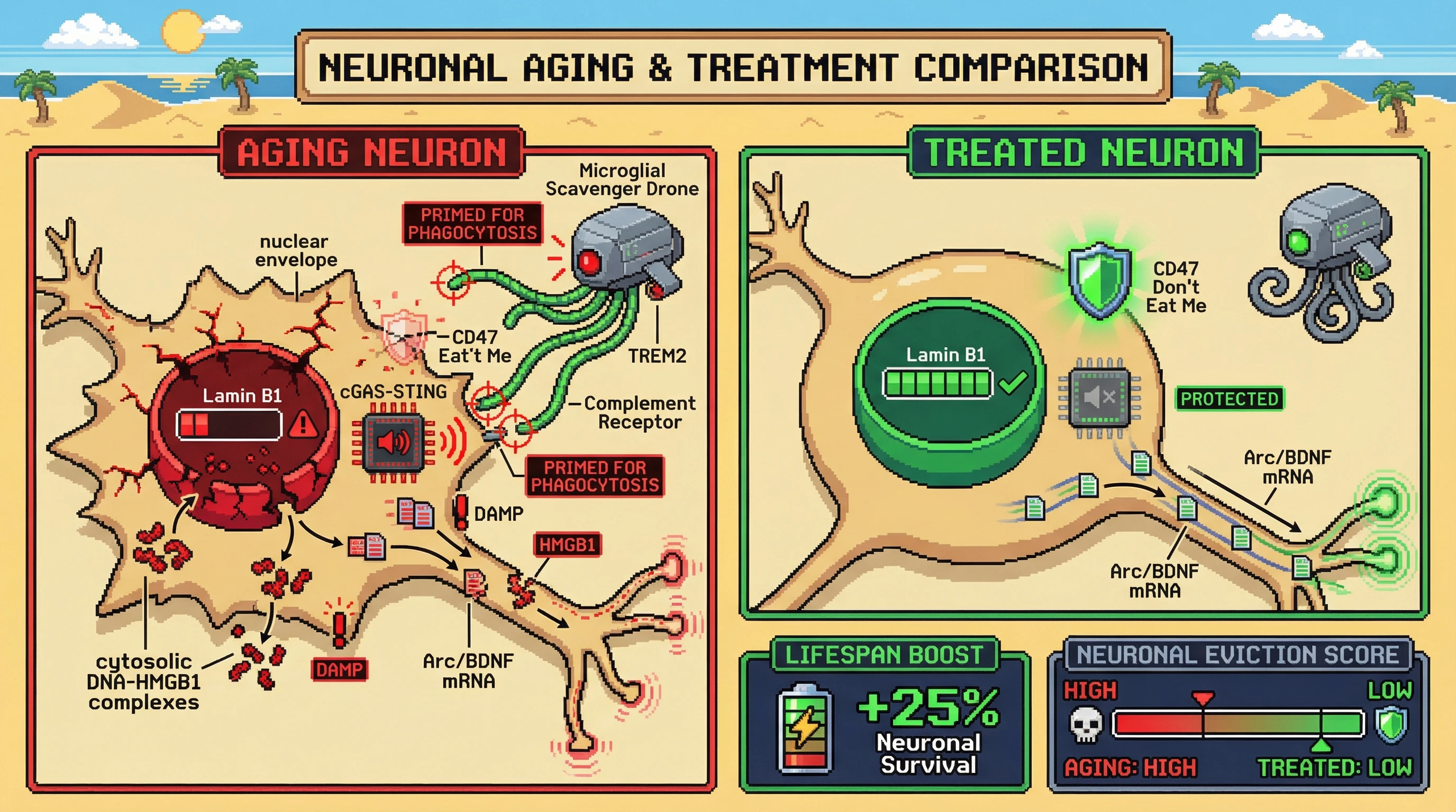Infographic for: Lamin B1‑dependent inefficiency tagging drives microglial eviction of aging neurons
