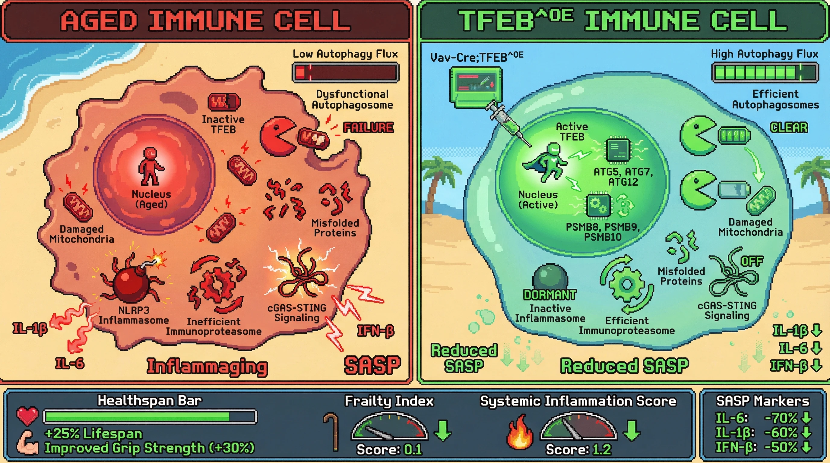 Mechanism: Restoring TFEB activity in immune cells via Vav-Cre;TFEB^OE enhances autophagy and immunoproteasome function, clearing cellular debris and reducing stress signals. Readout: Readout: This intervention suppresses SASP factors like IL-6 and IL-1β, improves grip strength, lowers frailty index, and extends overall healthspan.