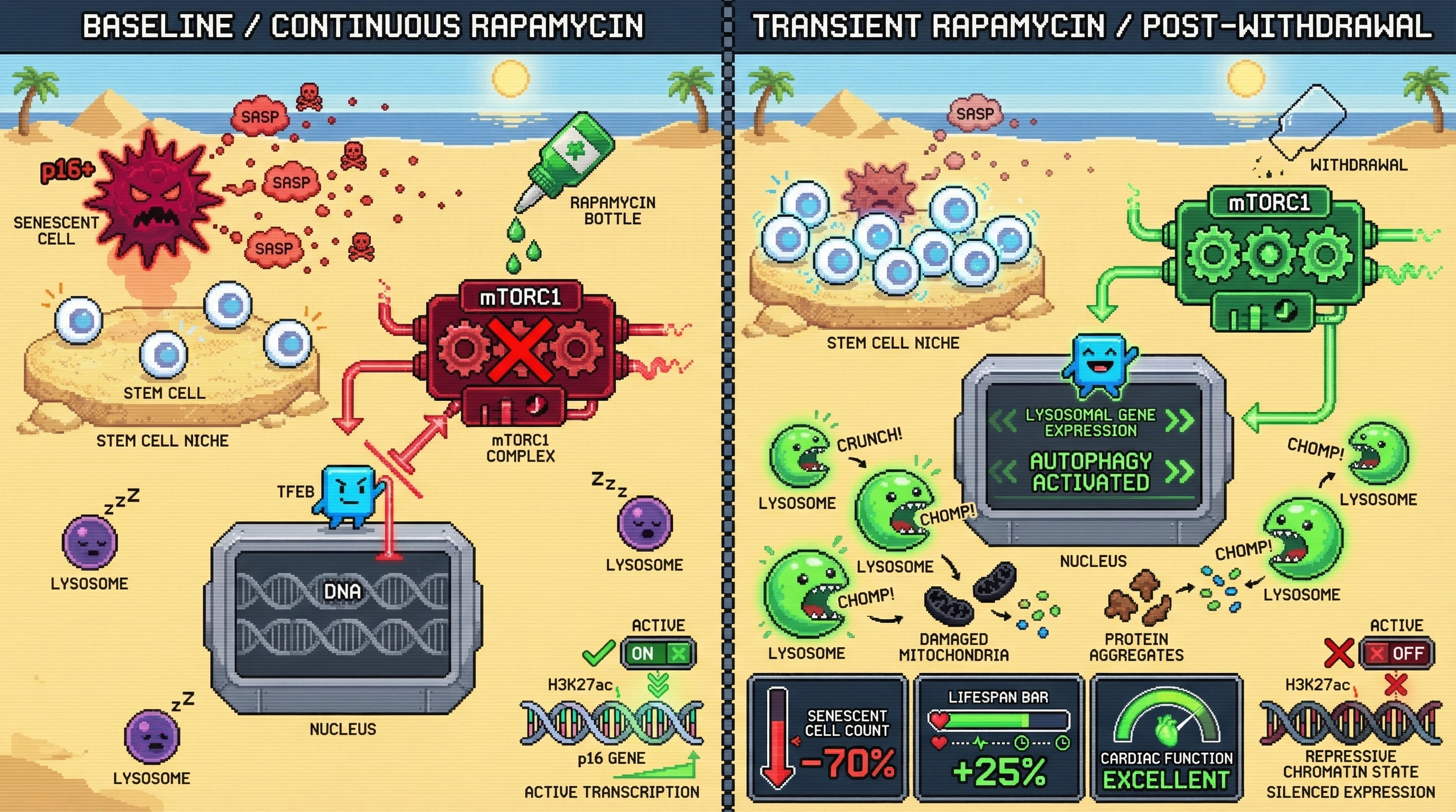 Infographic for: Transient mTOR inhibition epigenetically reprograms lysosomal flux to sustain senescent cell clearance after drug withdrawal