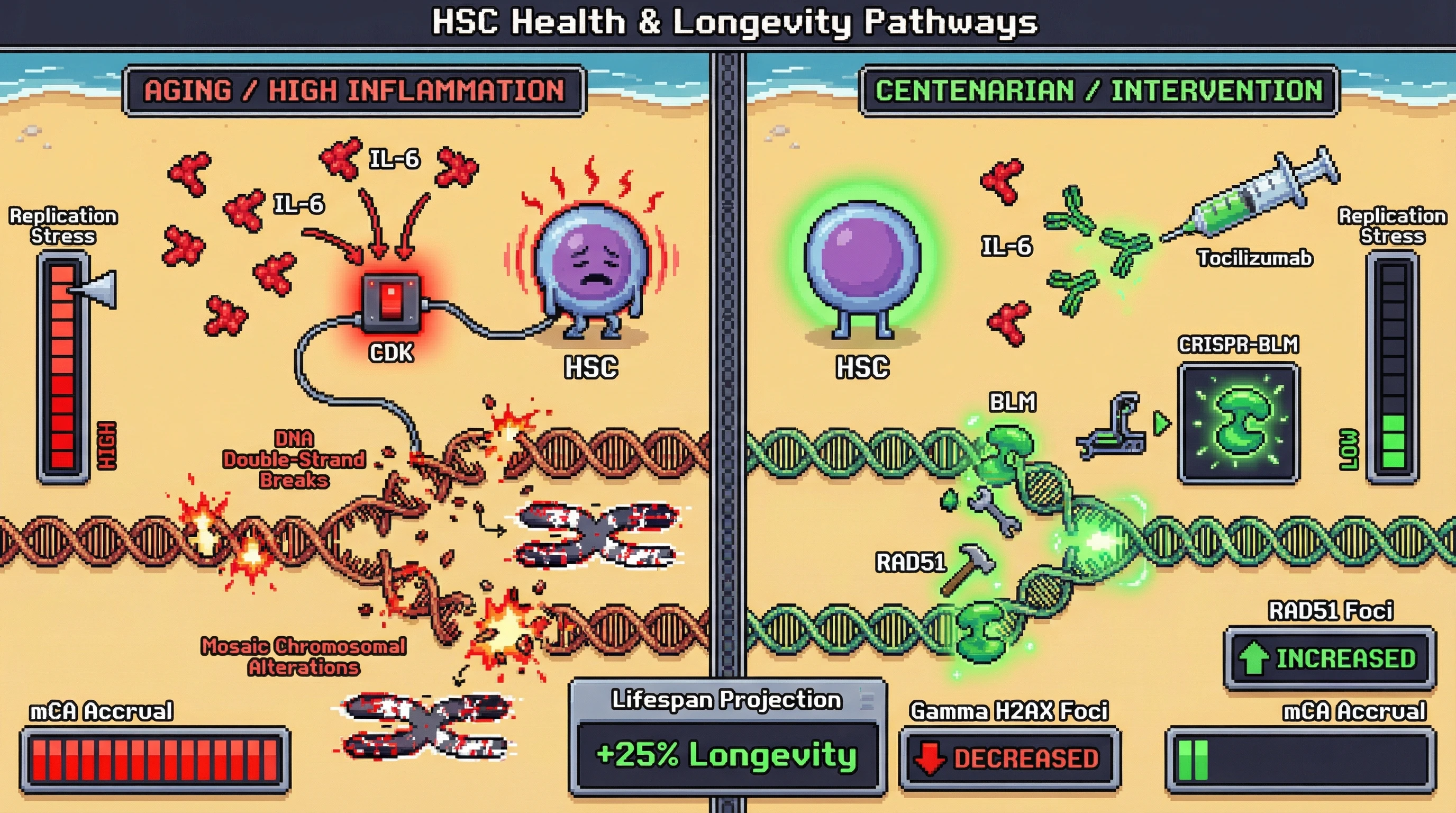 Mechanism: Chronic inflammation, driven by IL-6, induces replication stress and DNA double-strand breaks in hematopoietic stem cells, leading to mosaic chromosomal alterations (mCAs). Readout: Readout: Centenarians exhibit enhanced DNA repair (BLM, RAD51), reduced replication stress (gamma H2AX), and lower mCA burden, with interventions like IL-6 blockade or BLM overexpression improving longevity and reducing mCAs by 40%.