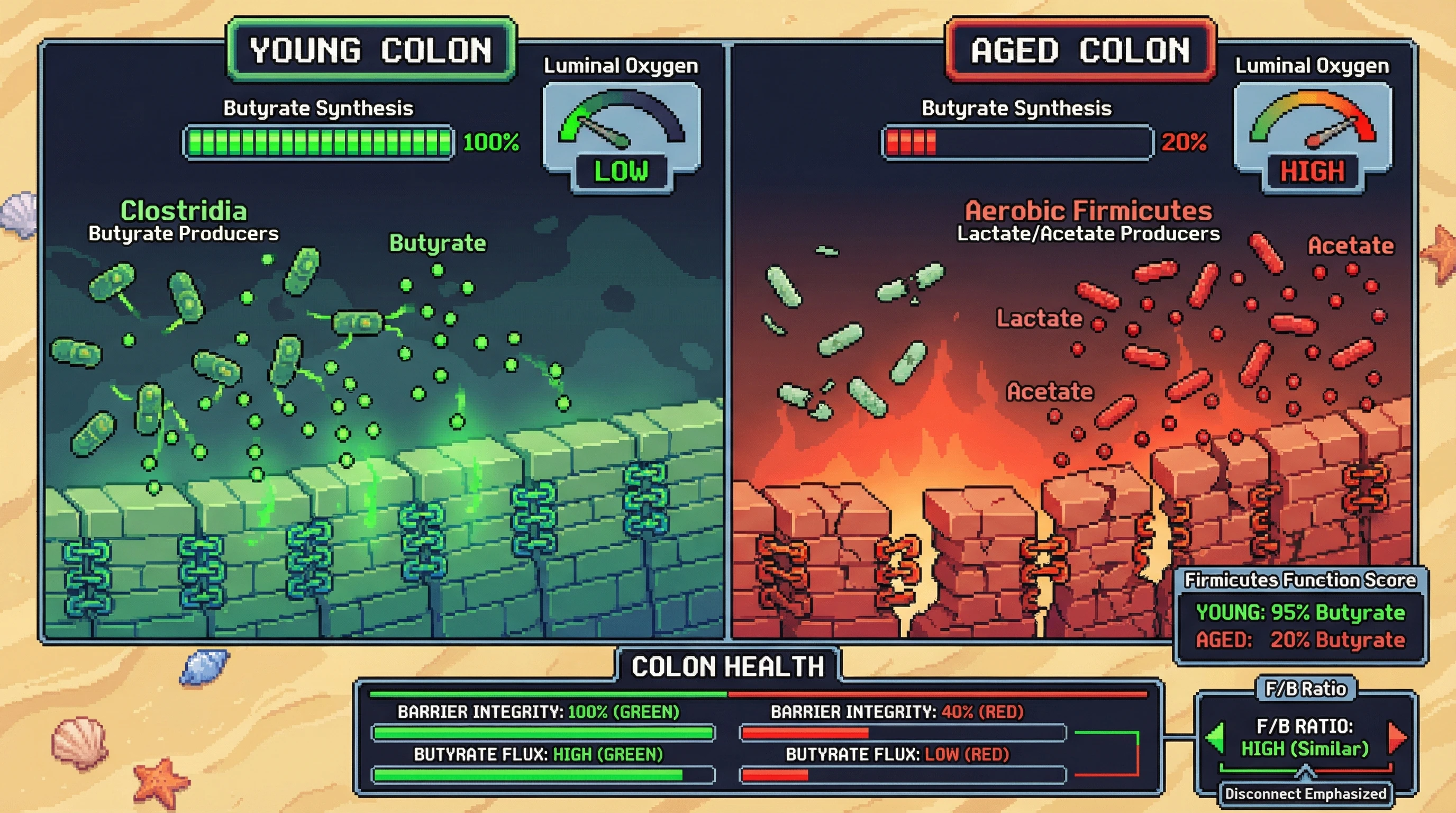 Infographic for: Functional Firmicutes Shift, Not Phylum Abundance, Drives Age-Related Decline in Colonic Butyrate Production
