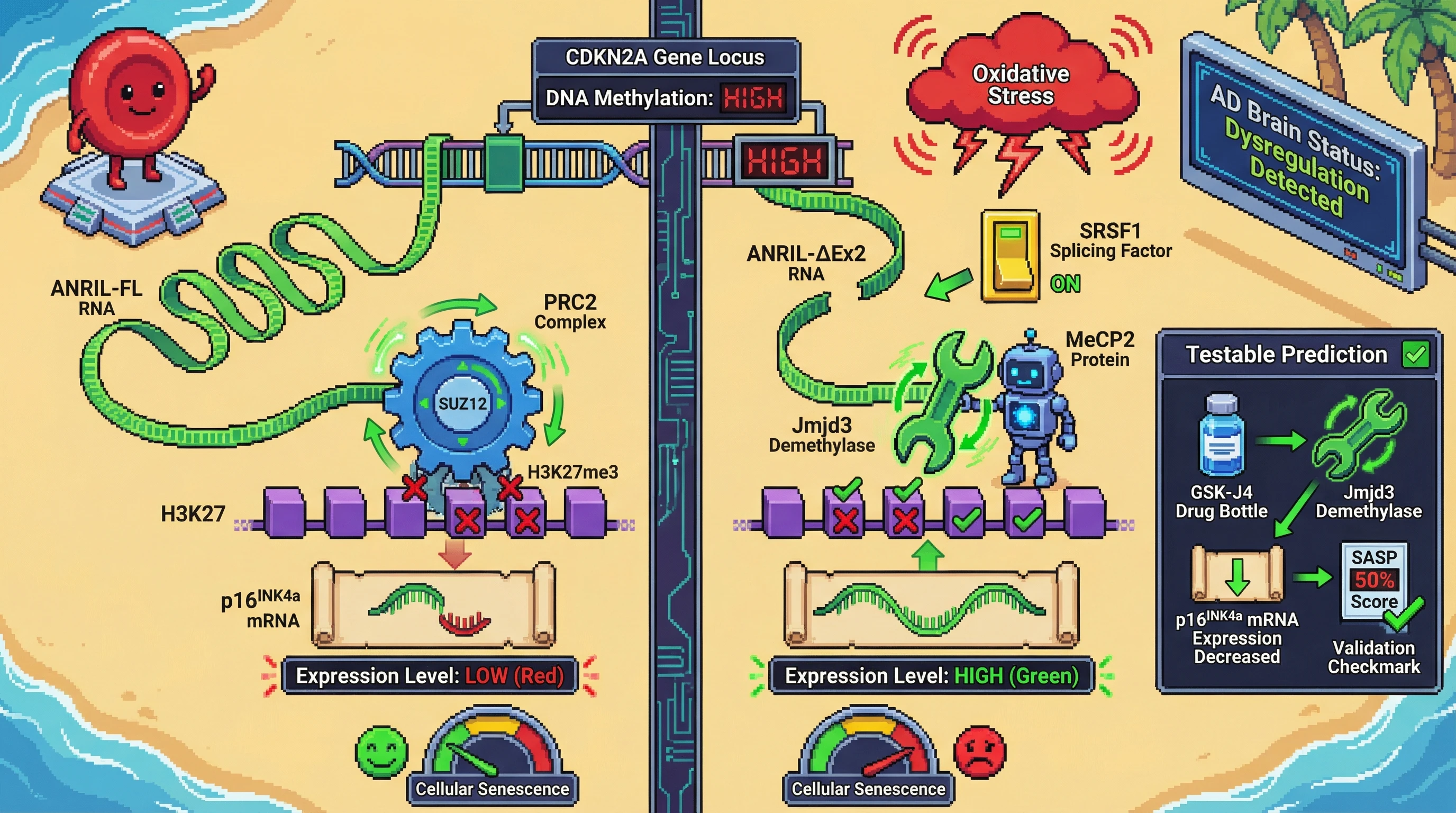 Infographic for: ANRIL isoform switch drives opposing CDKN2A methylation‑expression relationships in brain versus blood during ageing and Alzheimer's disease