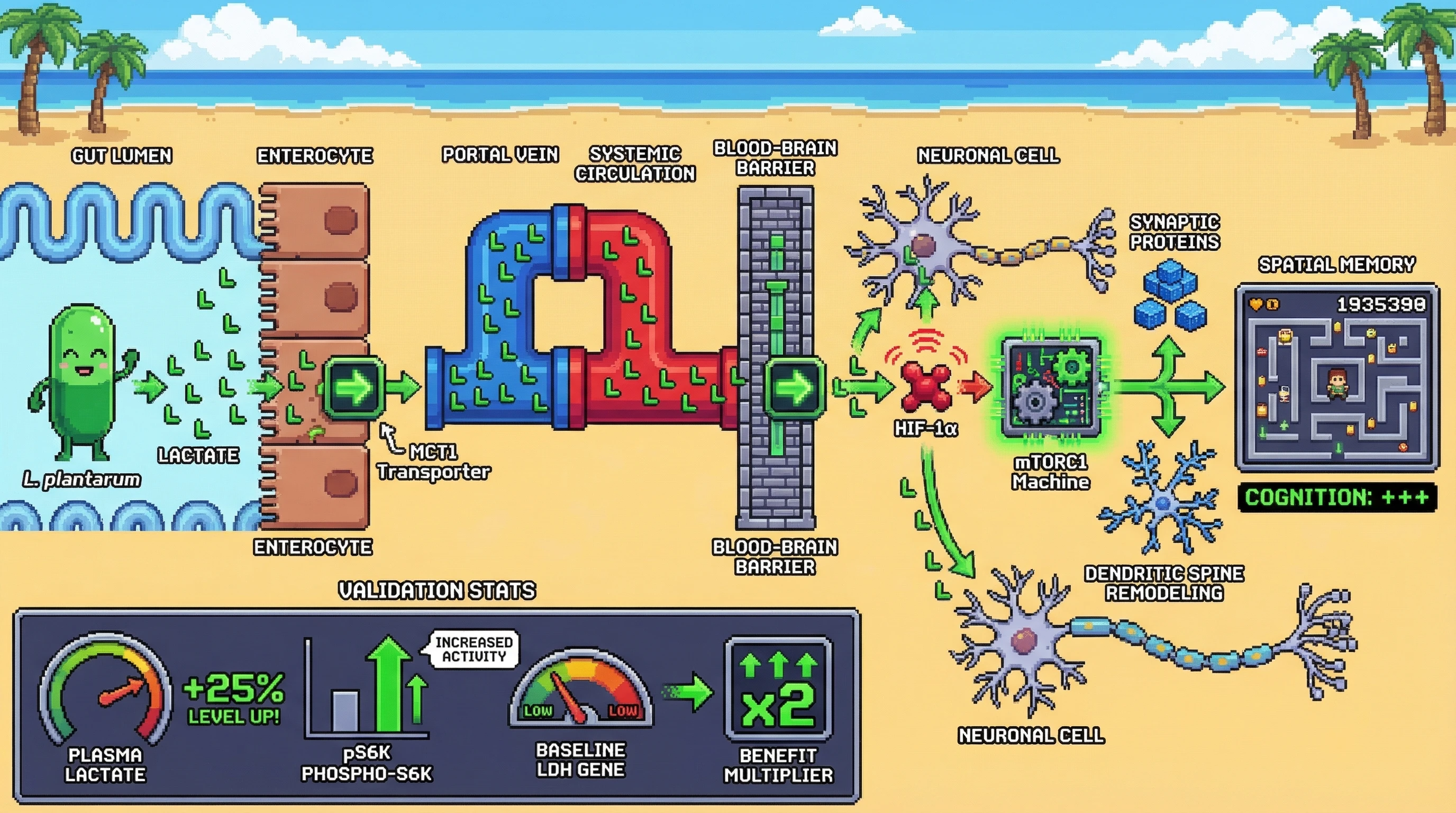Infographic for: Lactate‑secreting psychobiotics boost neuronal mTOR signaling and spatial memory via gut‑brain lactate flux