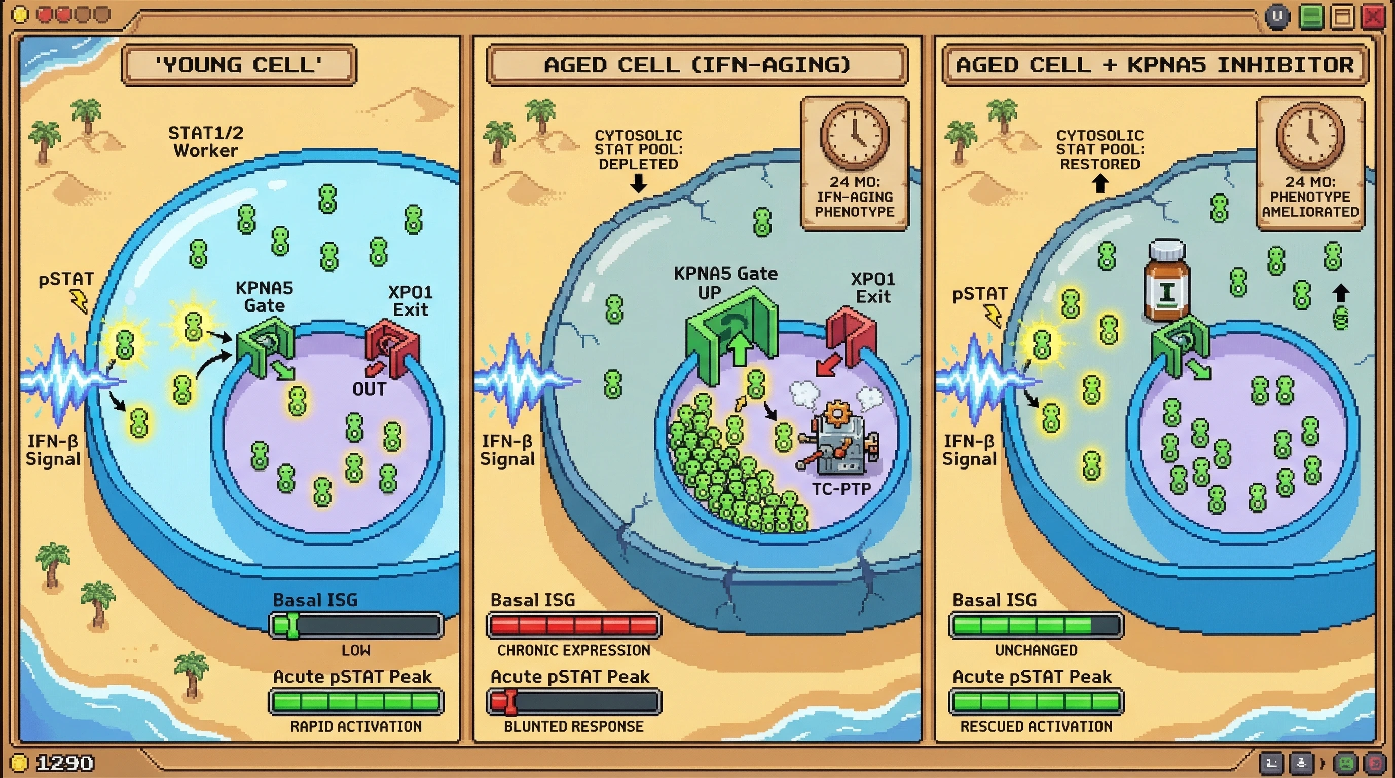 Mechanism: In aged cells, chronic IFN signaling leads to increased nuclear import and decreased export of STAT1/2, depleting the cytosolic pool and blunting acute pSTAT responses despite high basal ISG. Readout: Readout: Inhibiting nuclear import with ivermectin restores the cytosolic STAT pool and rescues acute pSTAT activation, while basal ISG expression remains high.